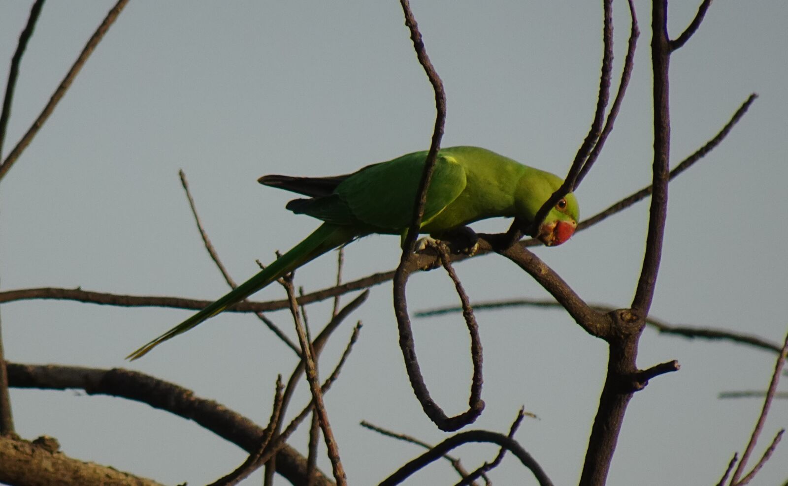 Sony DSC-WX800 sample photo. Bird, parakeet, green photography