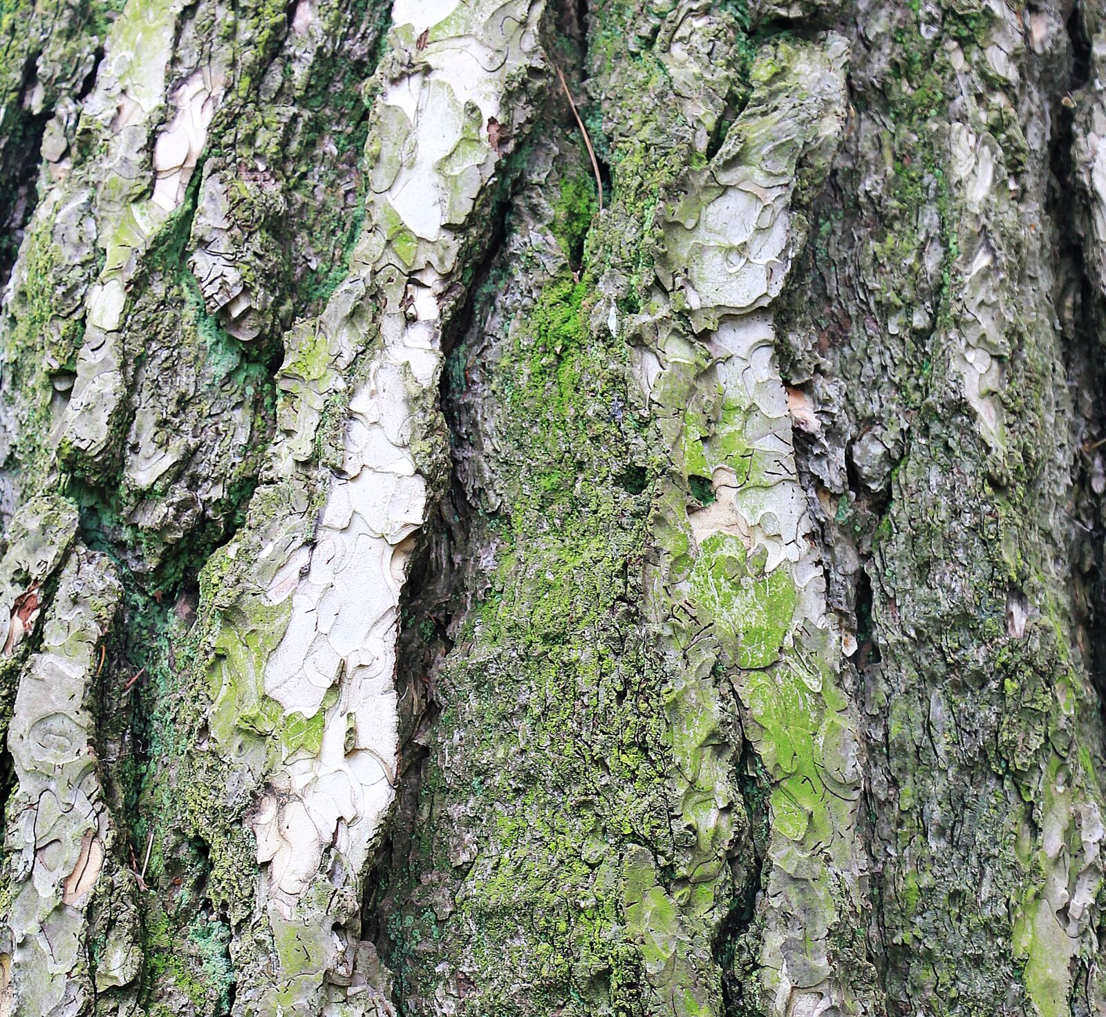 Canon EOS 550D (EOS Rebel T2i / EOS Kiss X4) sample photo. Pine, tree bark, bark photography