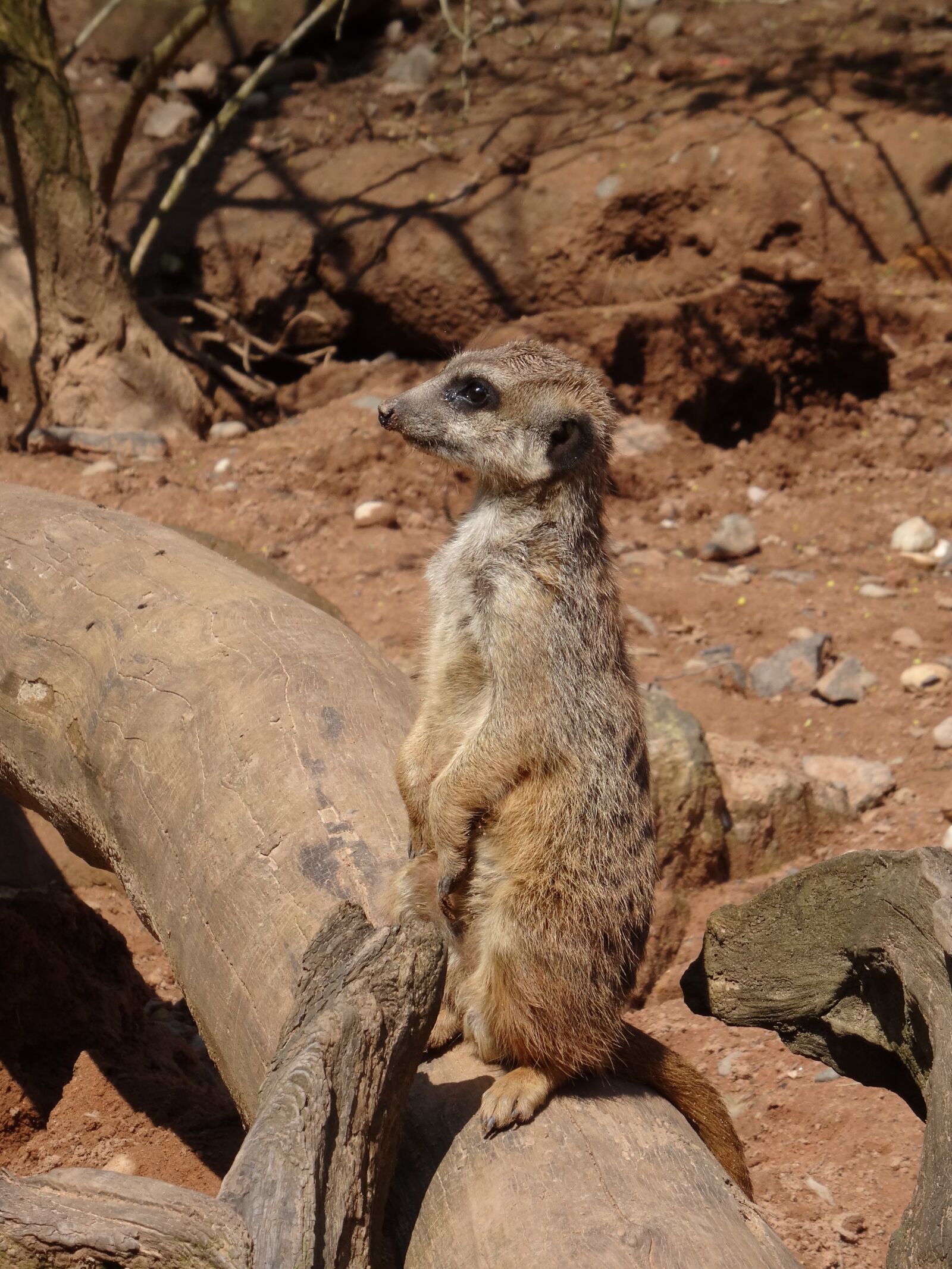 Sony Cyber-shot DSC-HX50V sample photo. Meerkat, view, guard photography