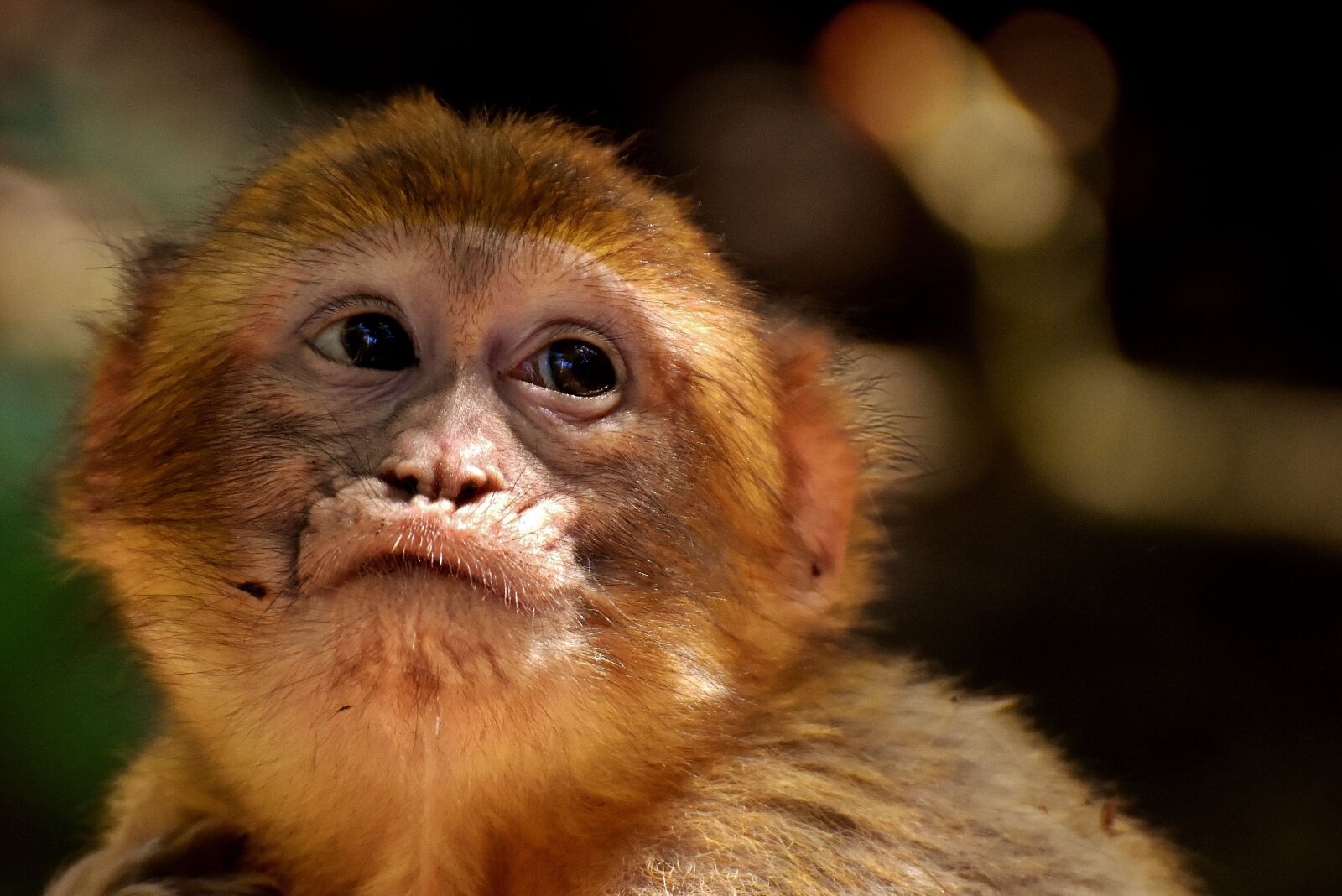 Nikon D7200 sample photo. Barbary ape, eat, food photography
