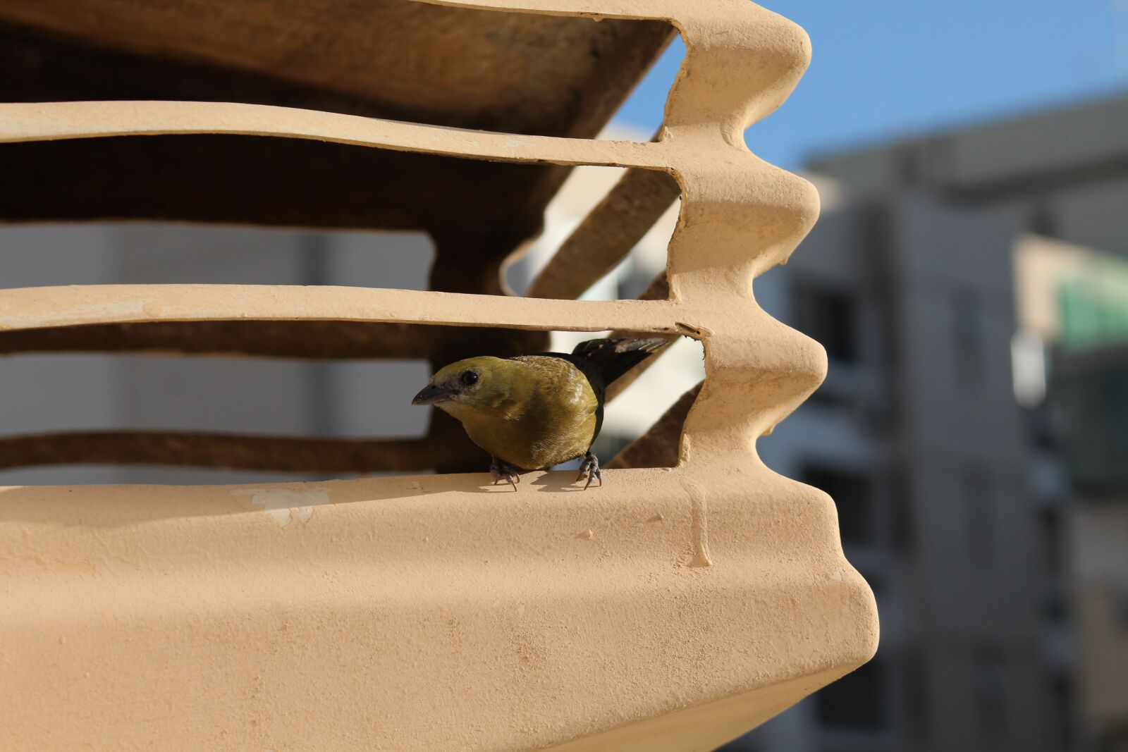 Canon EOS 1300D (EOS Rebel T6 / EOS Kiss X80) sample photo. Bird, nature, animal photography