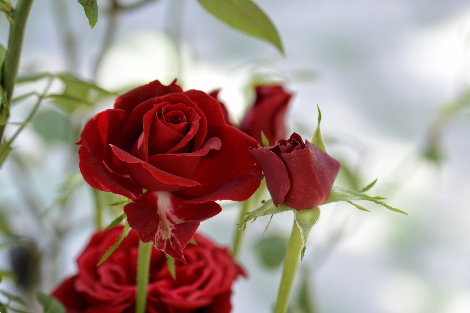 Nikon D7100 sample photo. Roses, flowers, red photography