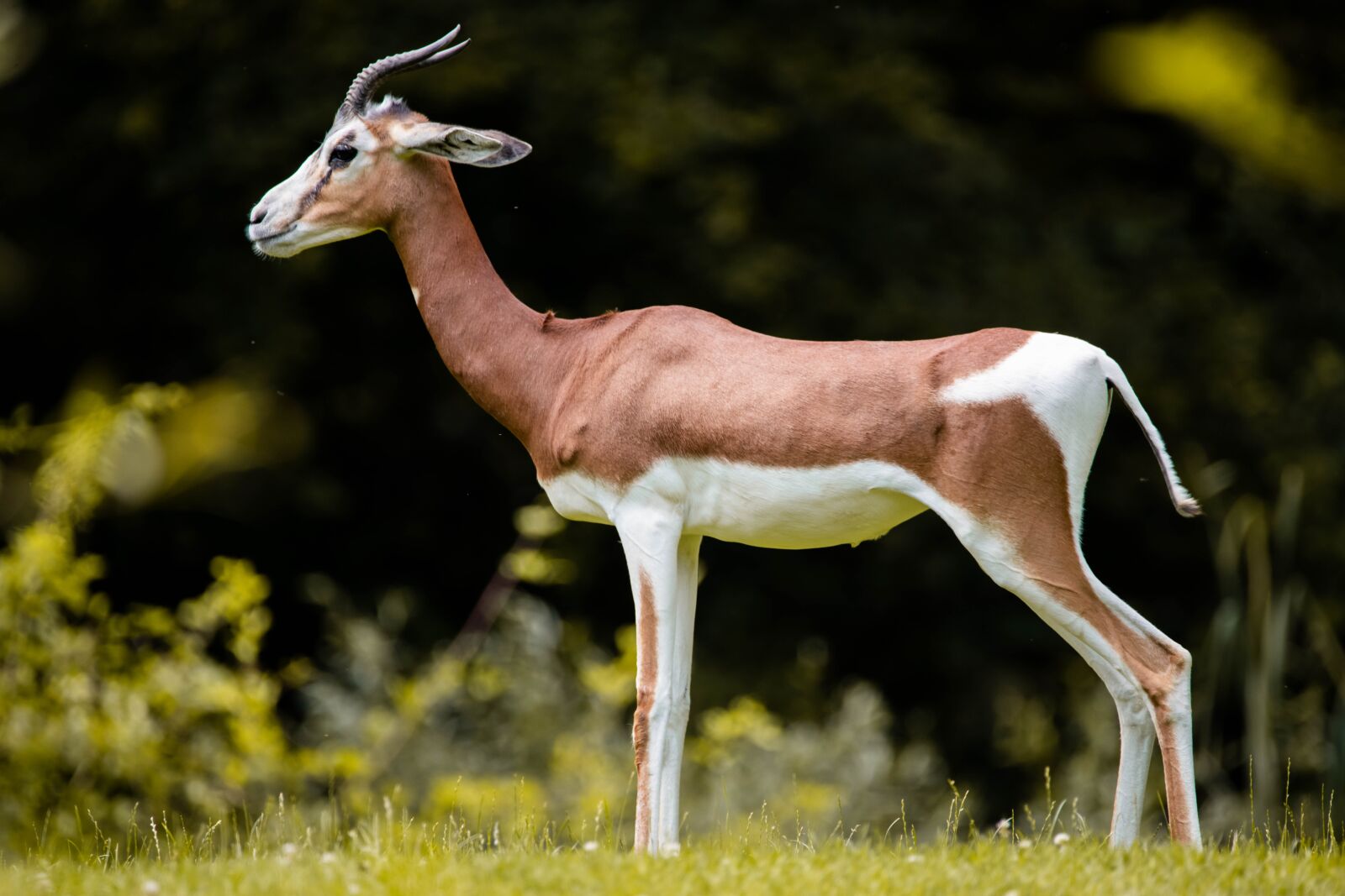Nikon D850 sample photo. Gazelle, africa, animal photography