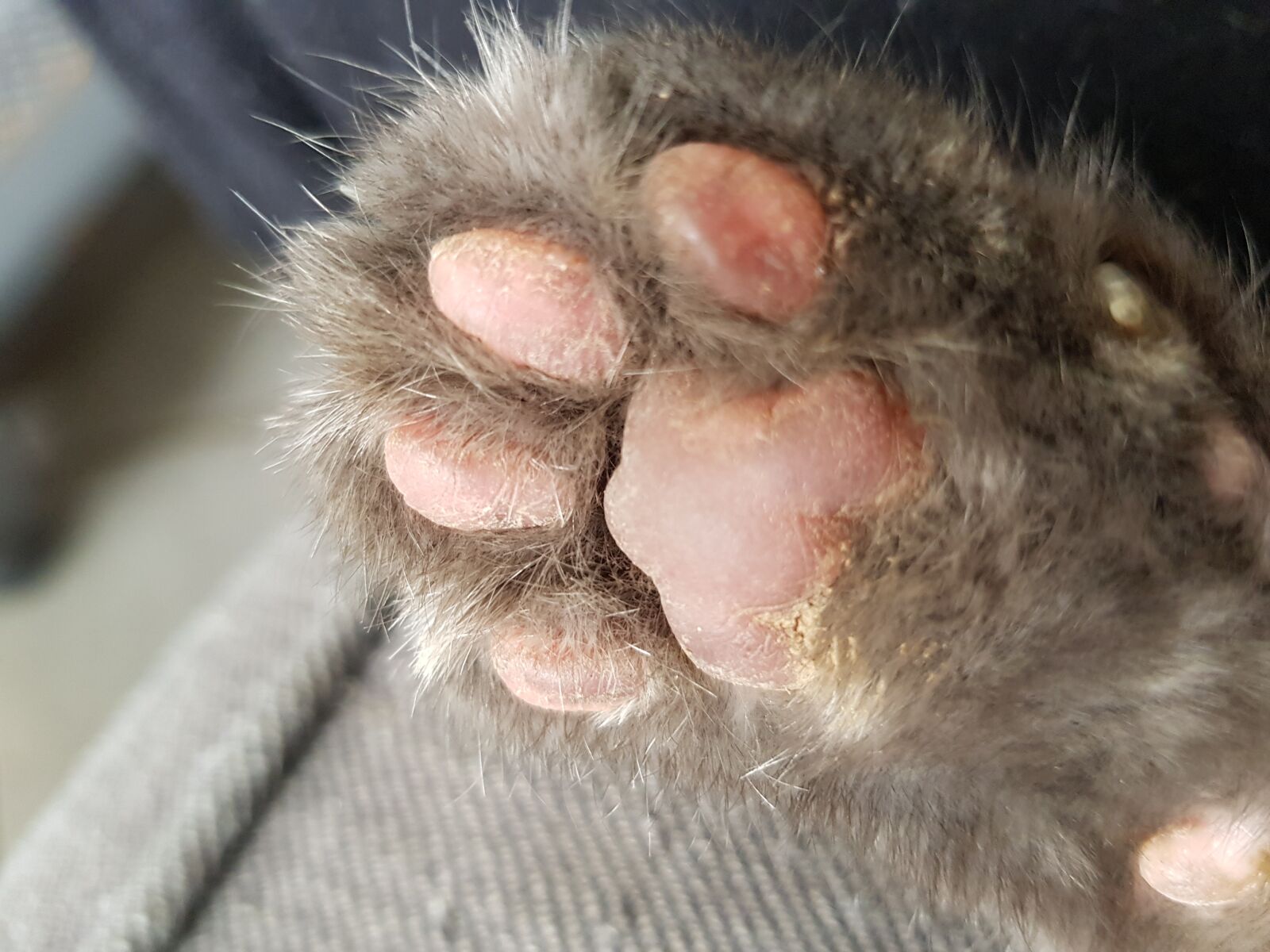 Samsung Galaxy S8 sample photo. Paw, cat, animals photography