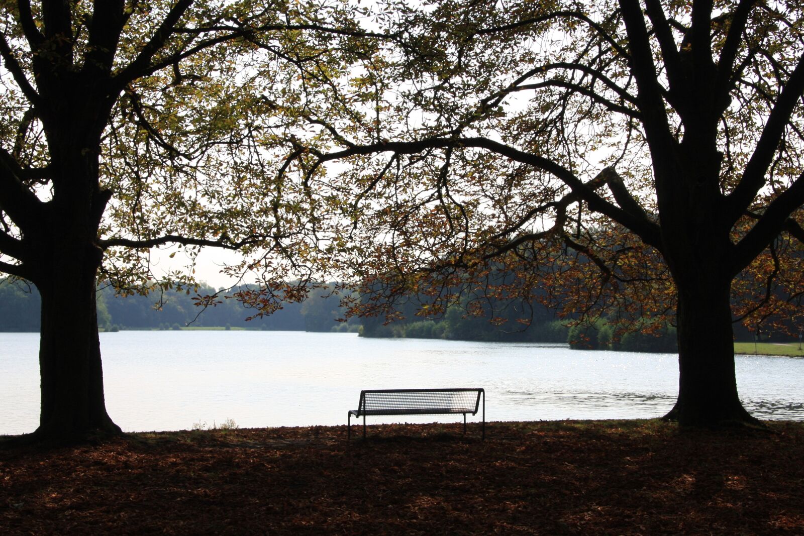 Canon EOS 40D sample photo. Autumn, park, emerge photography