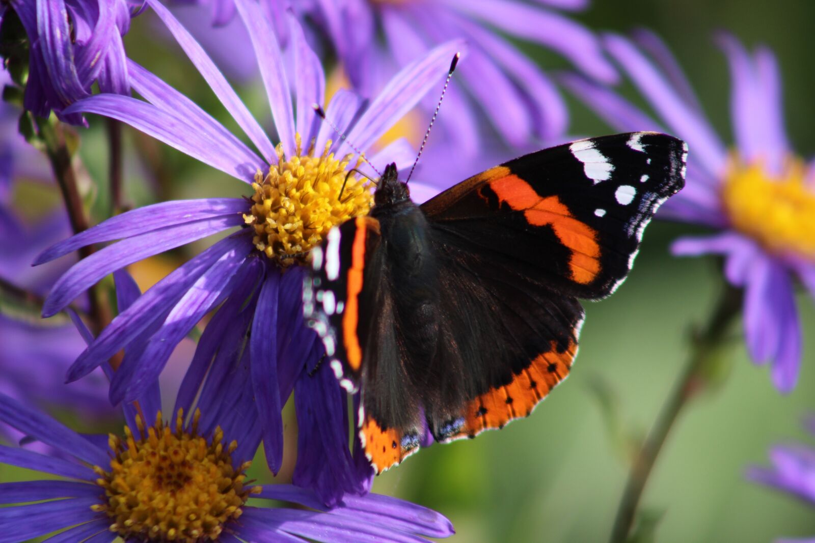 Canon EOS 1300D (EOS Rebel T6 / EOS Kiss X80) + Canon EF 75-300mm f/4-5.6 sample photo. Butterfly, aster, flower photography