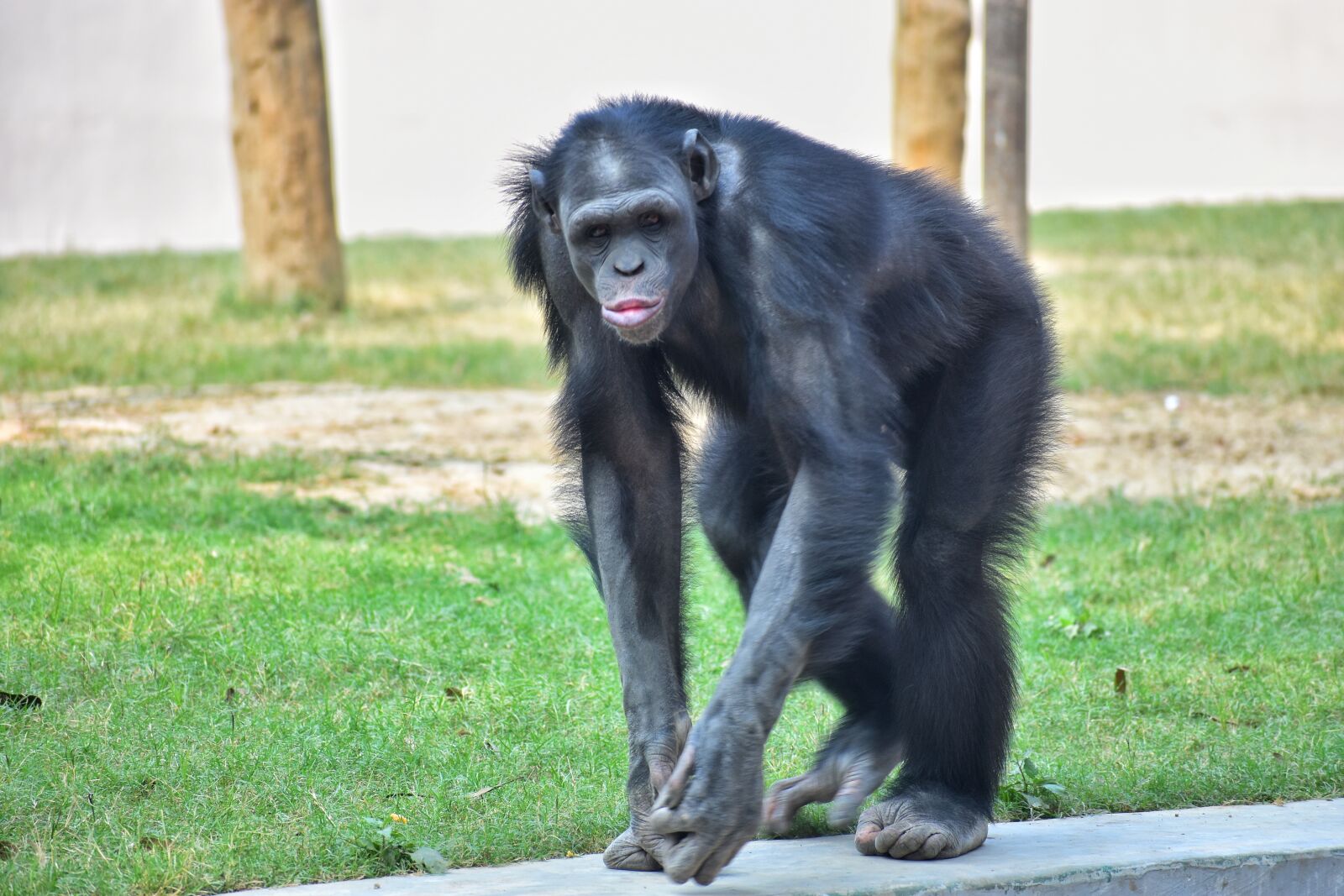 Nikon D7200 sample photo. Monkey, ape, primate photography