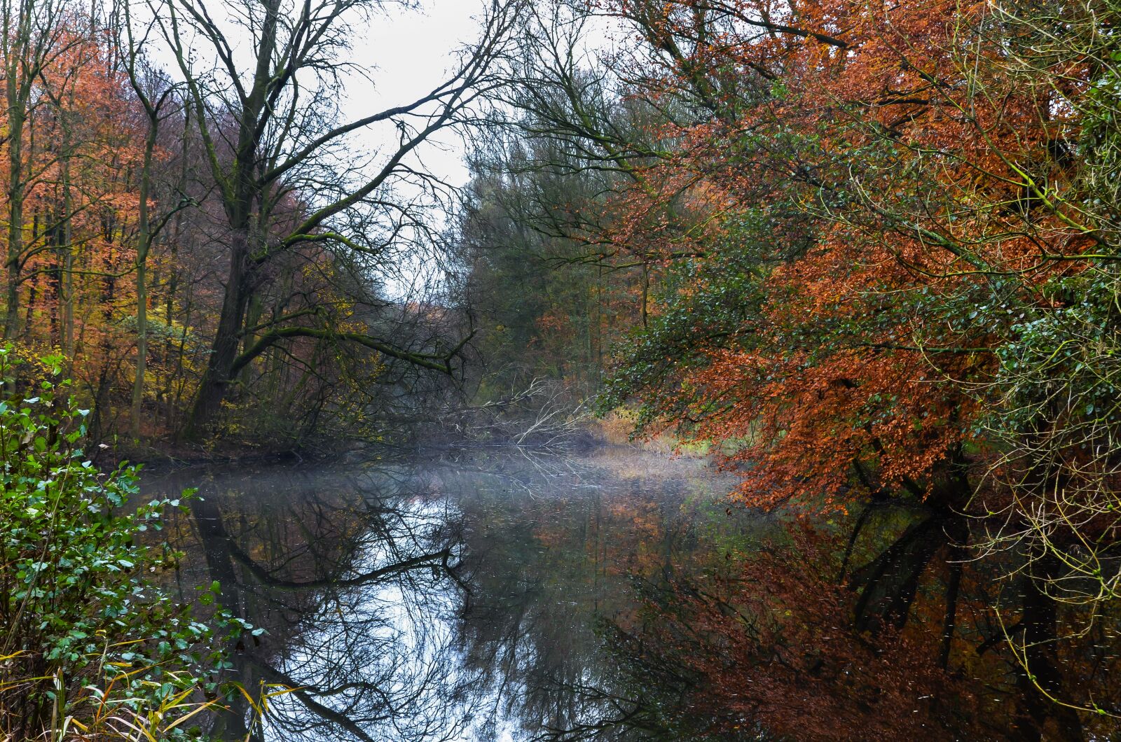 Nikon D7000 sample photo. Landscape, woods, forest photography