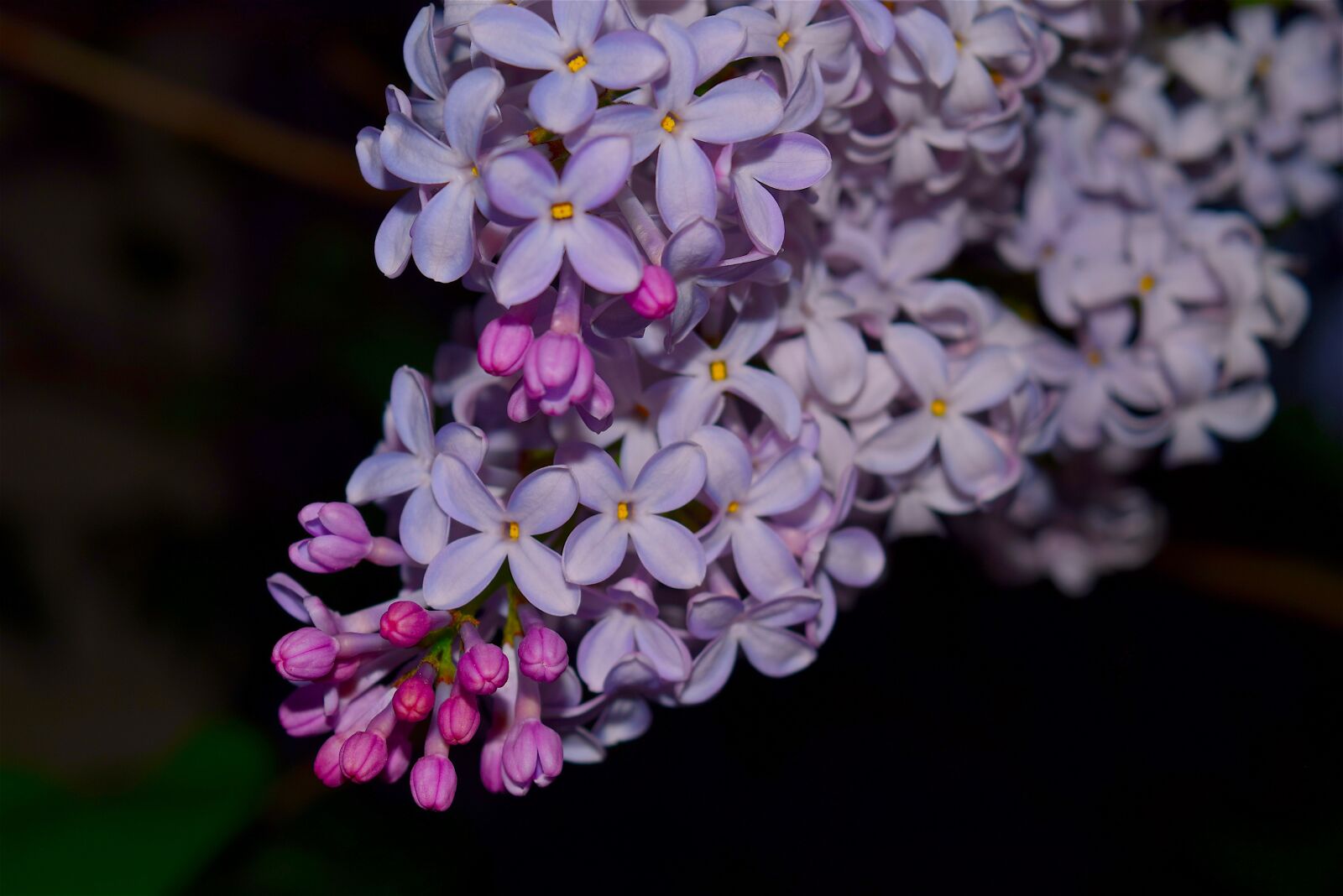 Nikon D3300 sample photo. Lilac, syringa, flower photography