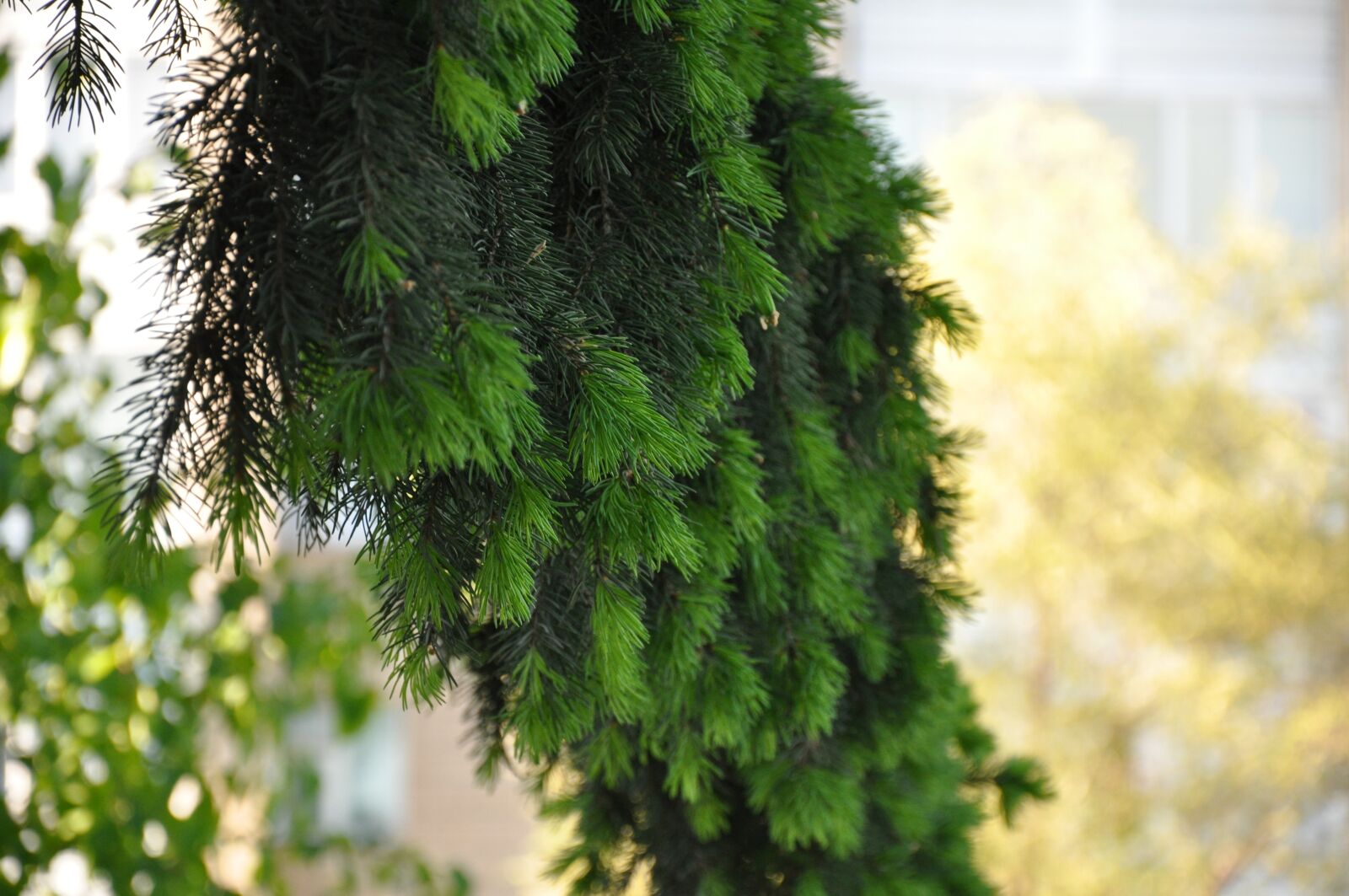 Nikon D90 sample photo. Spruce, branch, needles photography