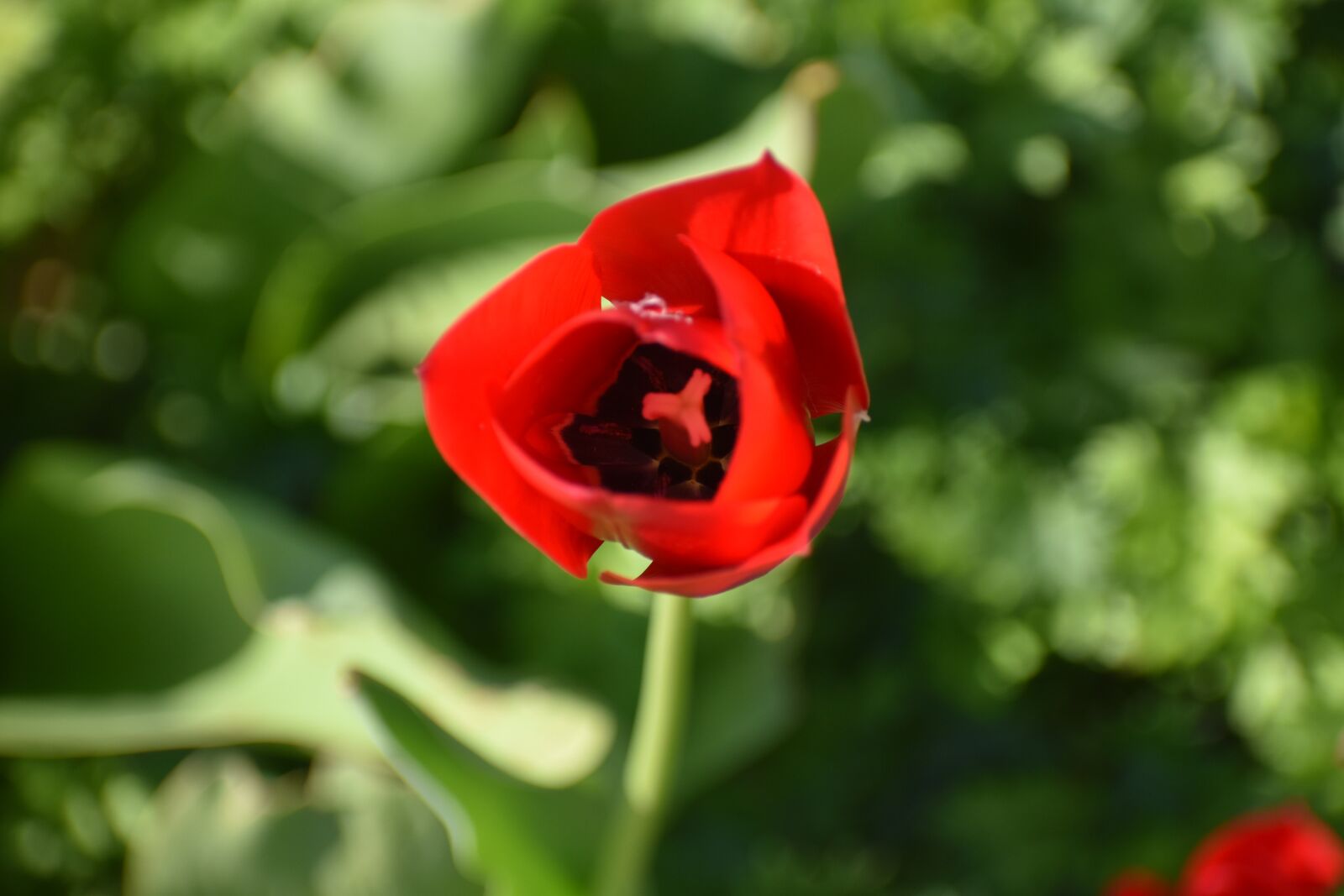Nikon D3500 sample photo. Spring, flower, red photography