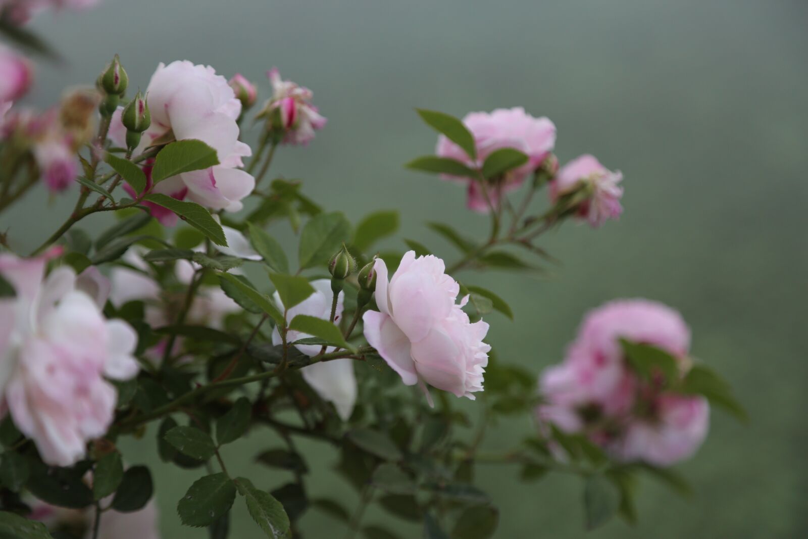 Canon EF 24-105mm F4L IS USM sample photo. Rose, pinkish rose, flower photography