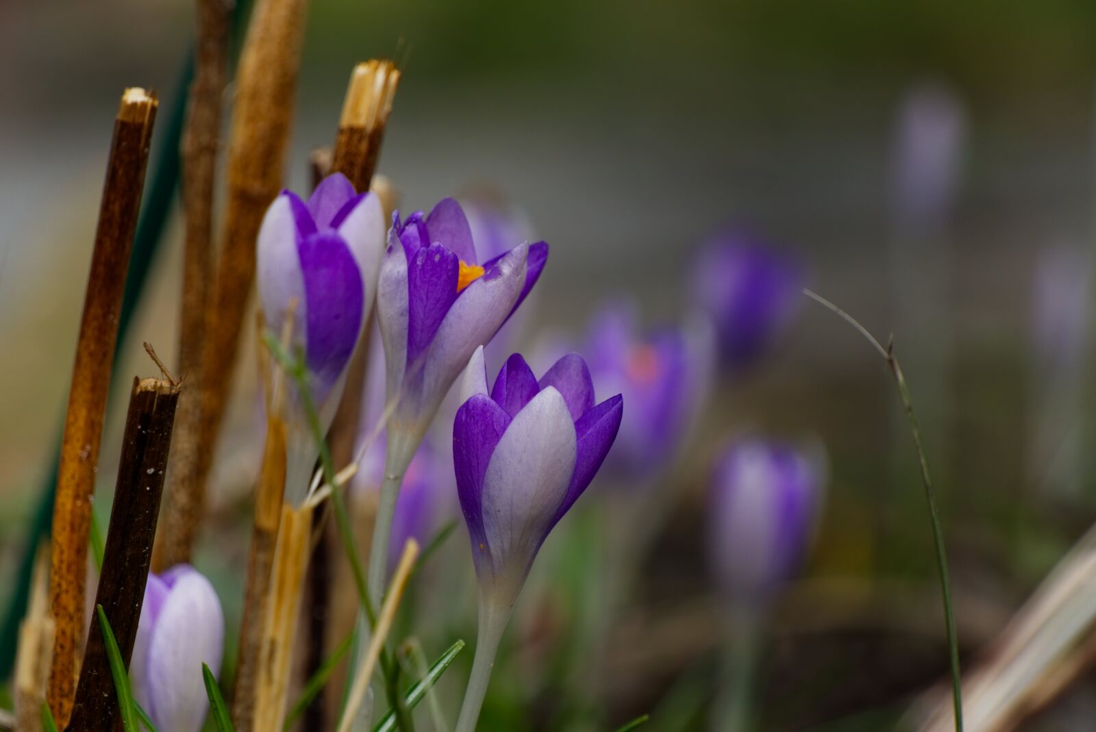 Sony E 55-210mm F4.5-6.3 OSS sample photo. Crocus, spring, purple photography