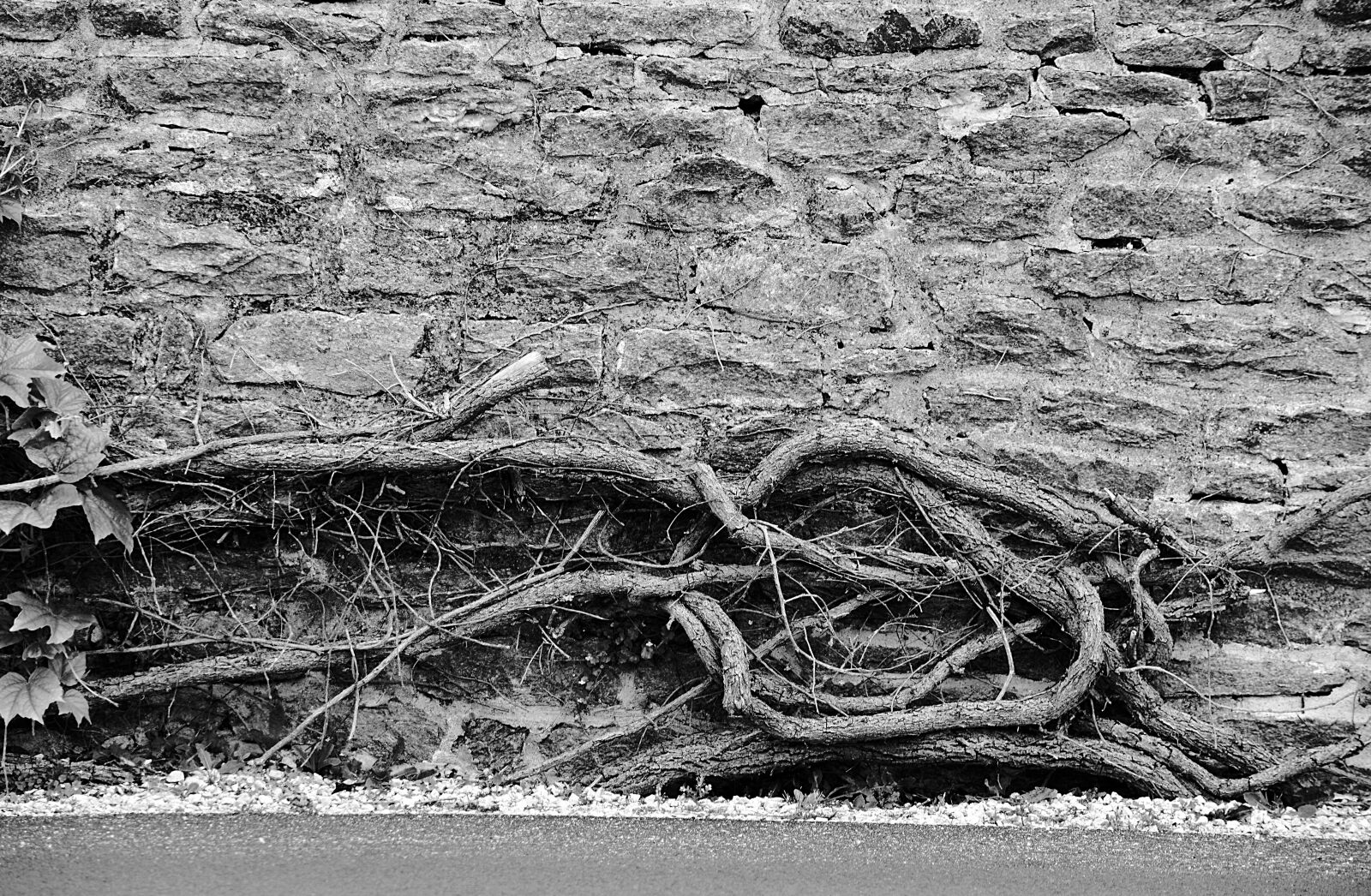 Nikon D5200 sample photo. Campagne, lierre, mur, en photography