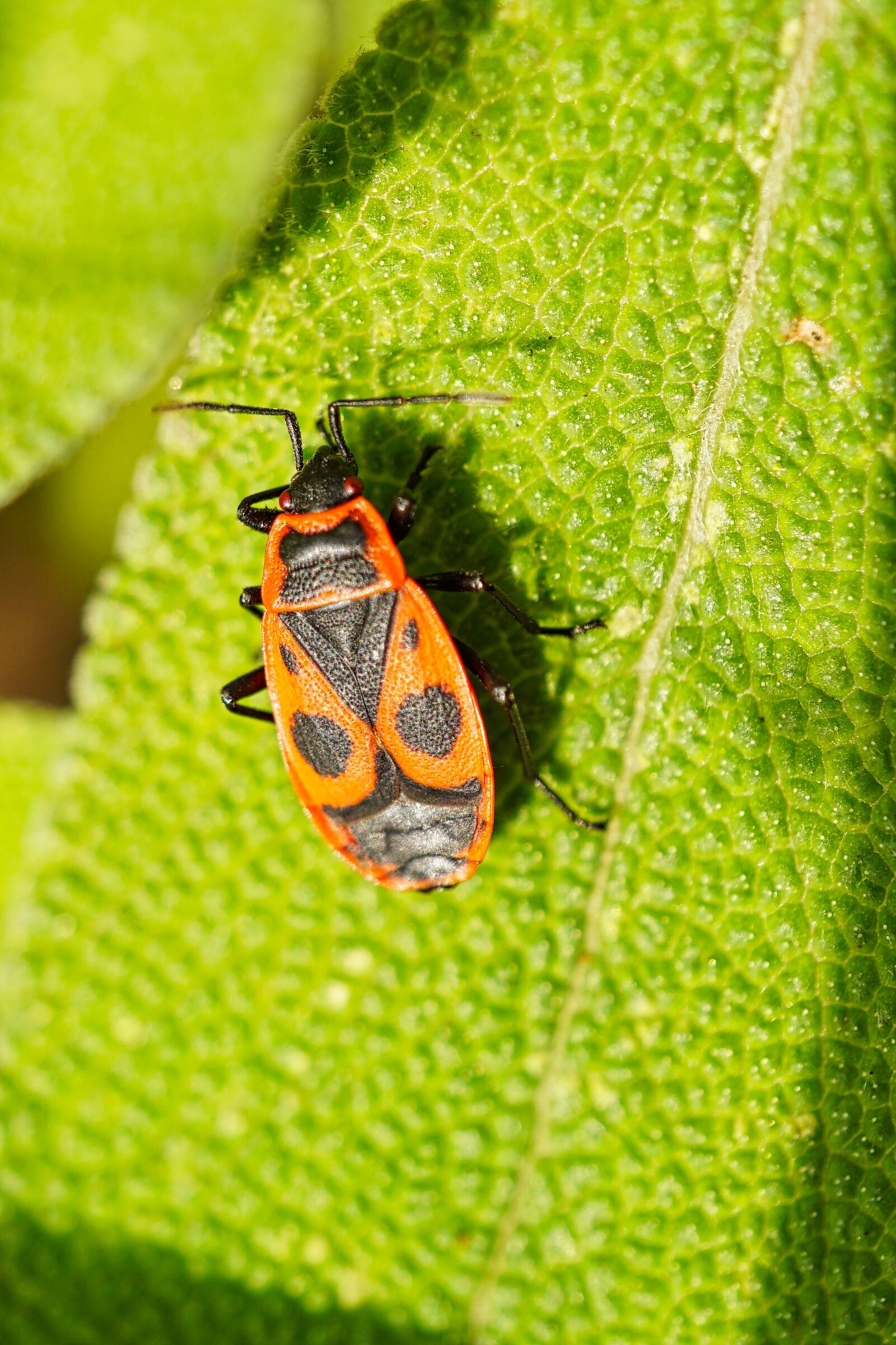 Sony a5100 + Sony E 30mm F3.5 Macro sample photo. Beetle, leaf, sunny photography