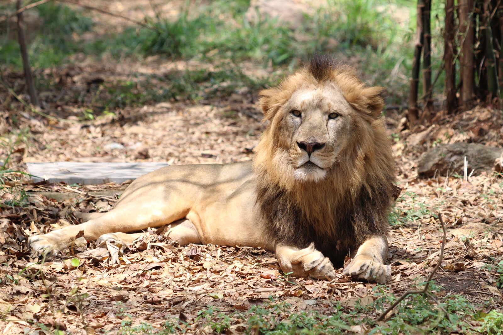 Canon EF 70-300 F4-5.6 IS II USM sample photo. Leo, nature, wild photography