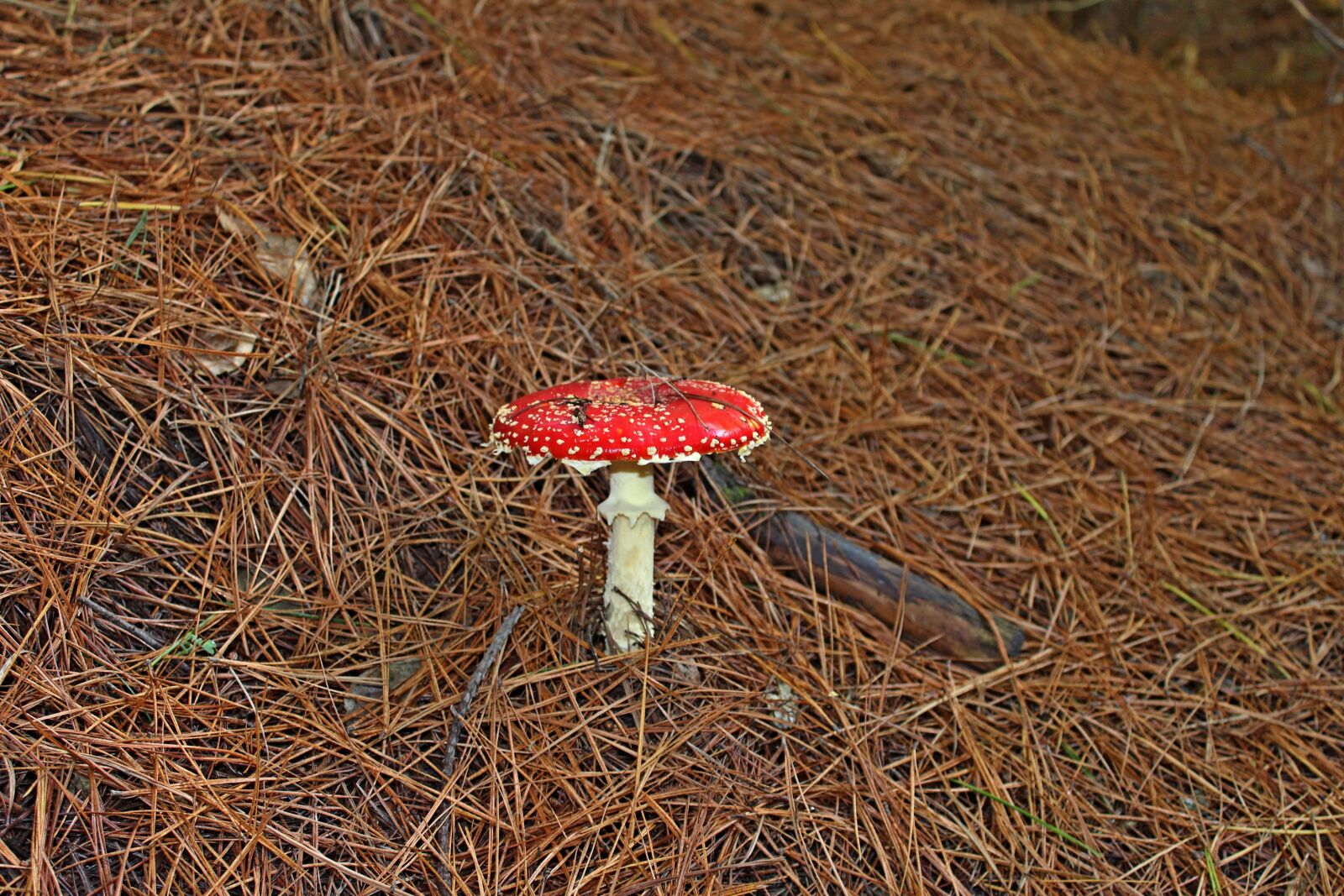 Canon EOS 1200D (EOS Rebel T5 / EOS Kiss X70 / EOS Hi) sample photo. Fungus, forest, mushroom photography