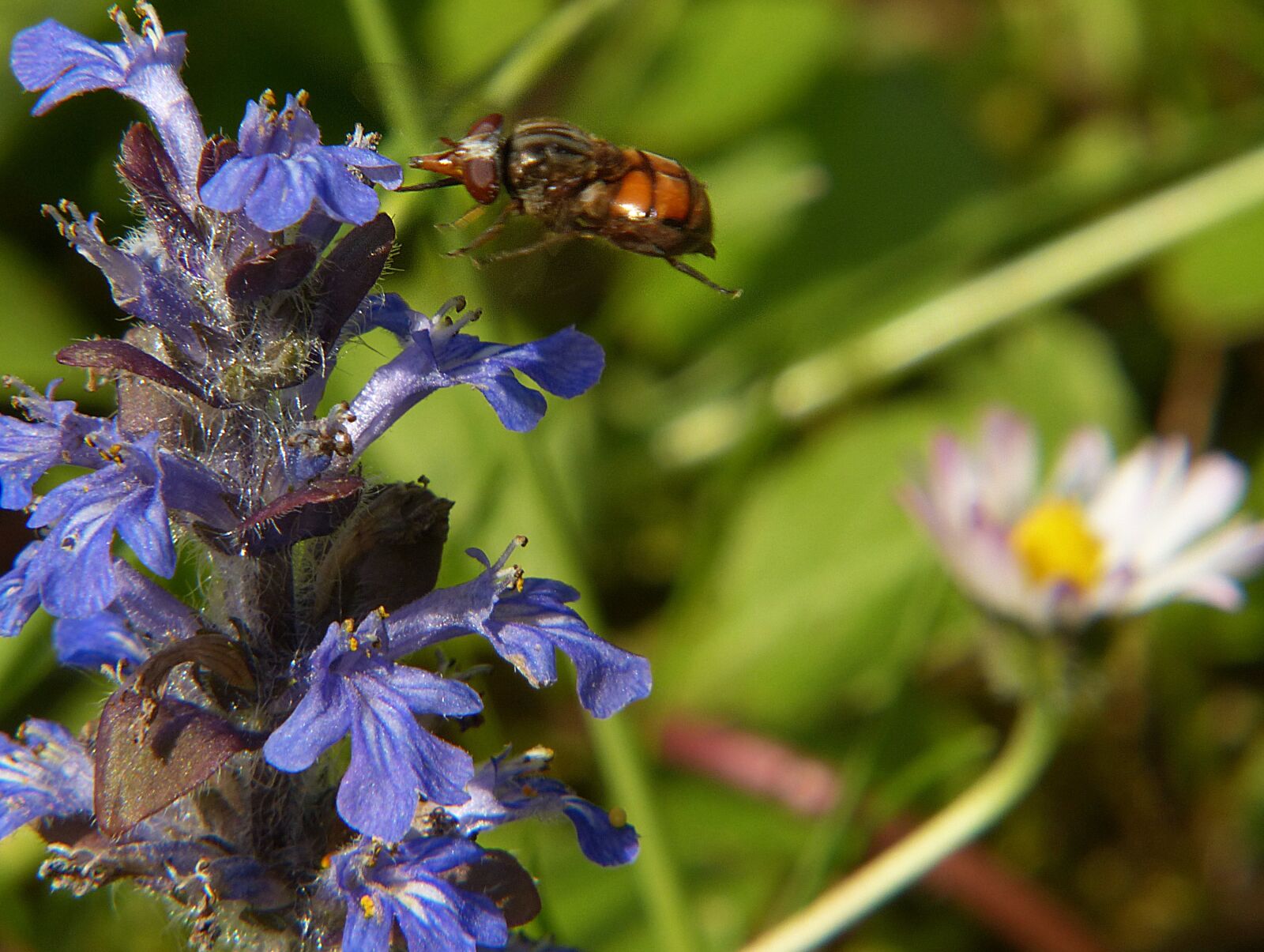 Panasonic Lumix DMC-FZ200 sample photo. Campestris, hoverfly, insect photography