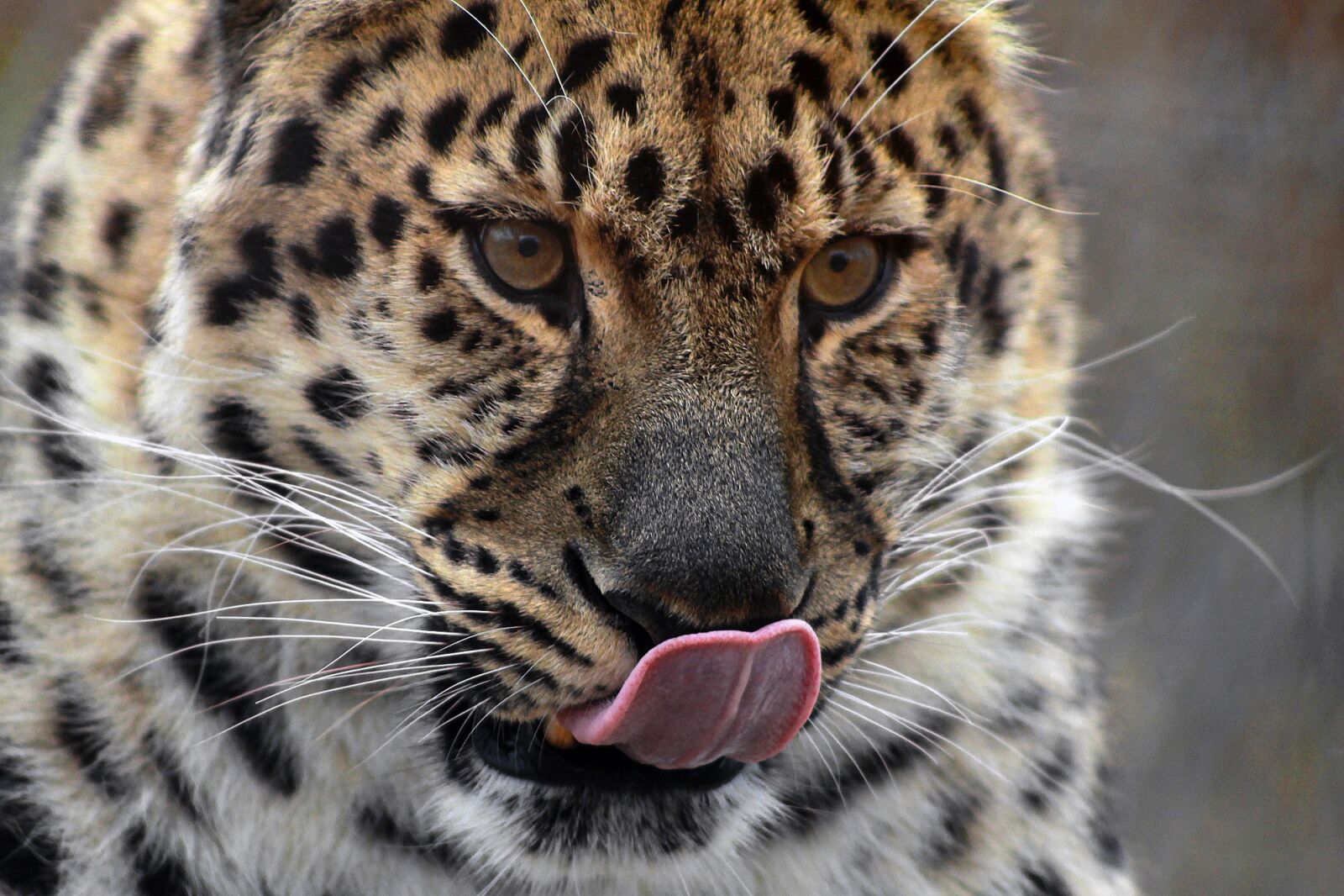 Canon EOS 1100D (EOS Rebel T3 / EOS Kiss X50) sample photo. Leopard, big cat, cat photography
