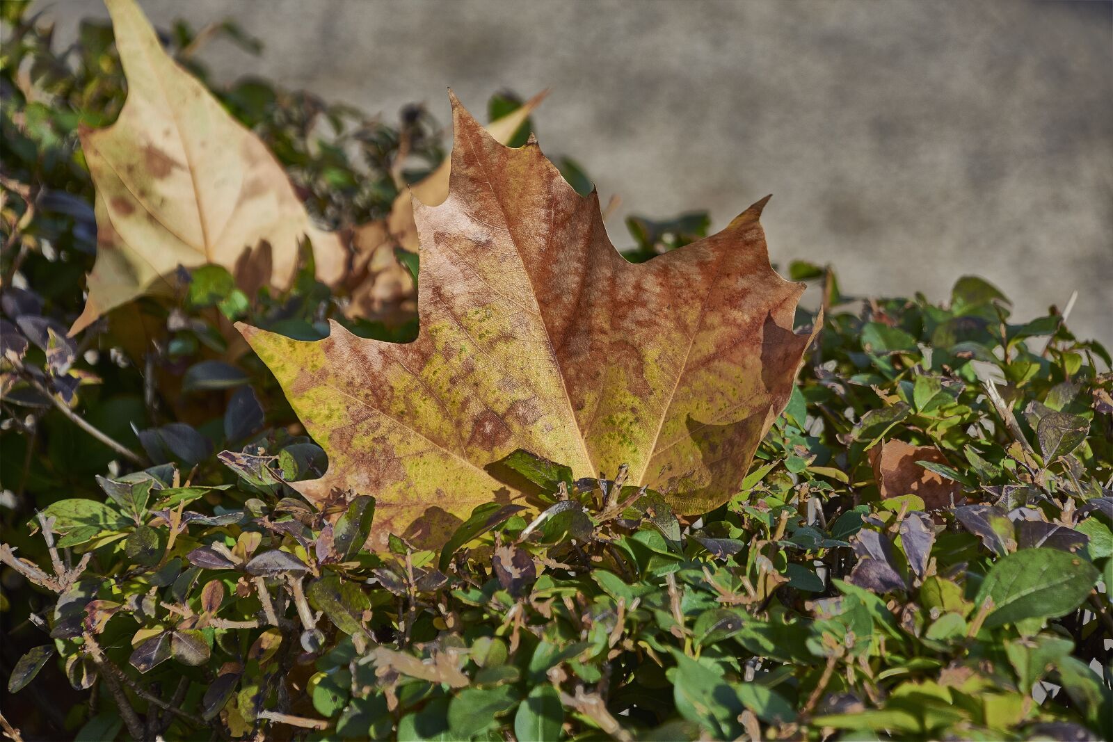 Nikon D7200 sample photo. Tree, leaves, autumn photography