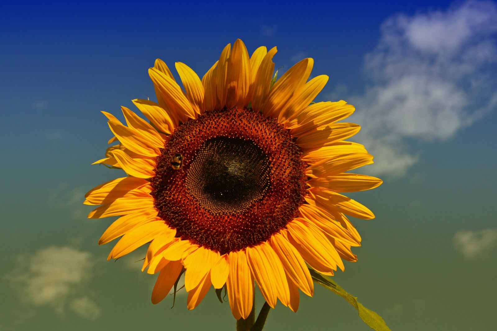 Nikon 1 V2 sample photo. Sunflower, yellow, sun photography