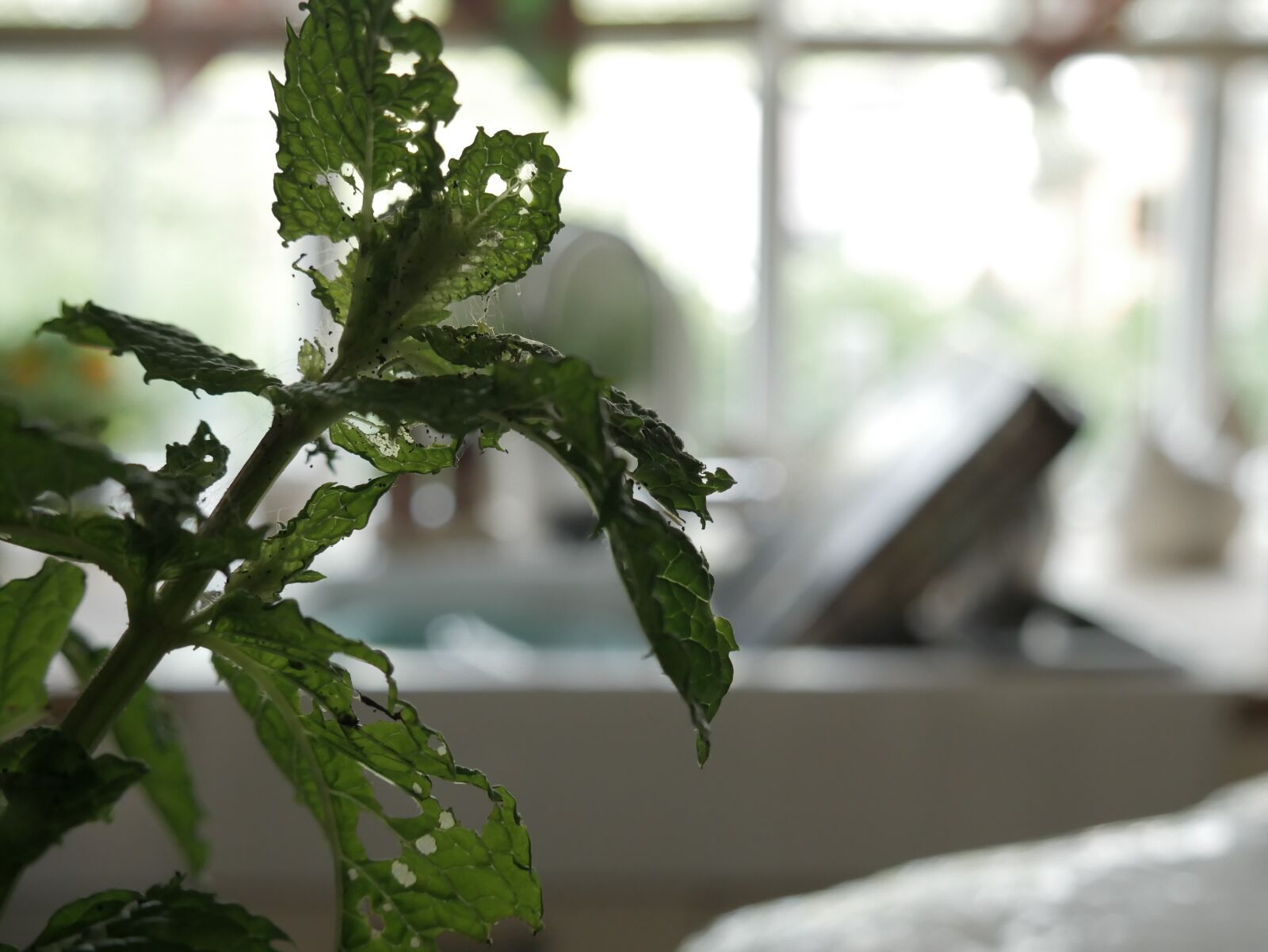 Panasonic Lumix DMC-G7 sample photo. Plant, mint, window photography