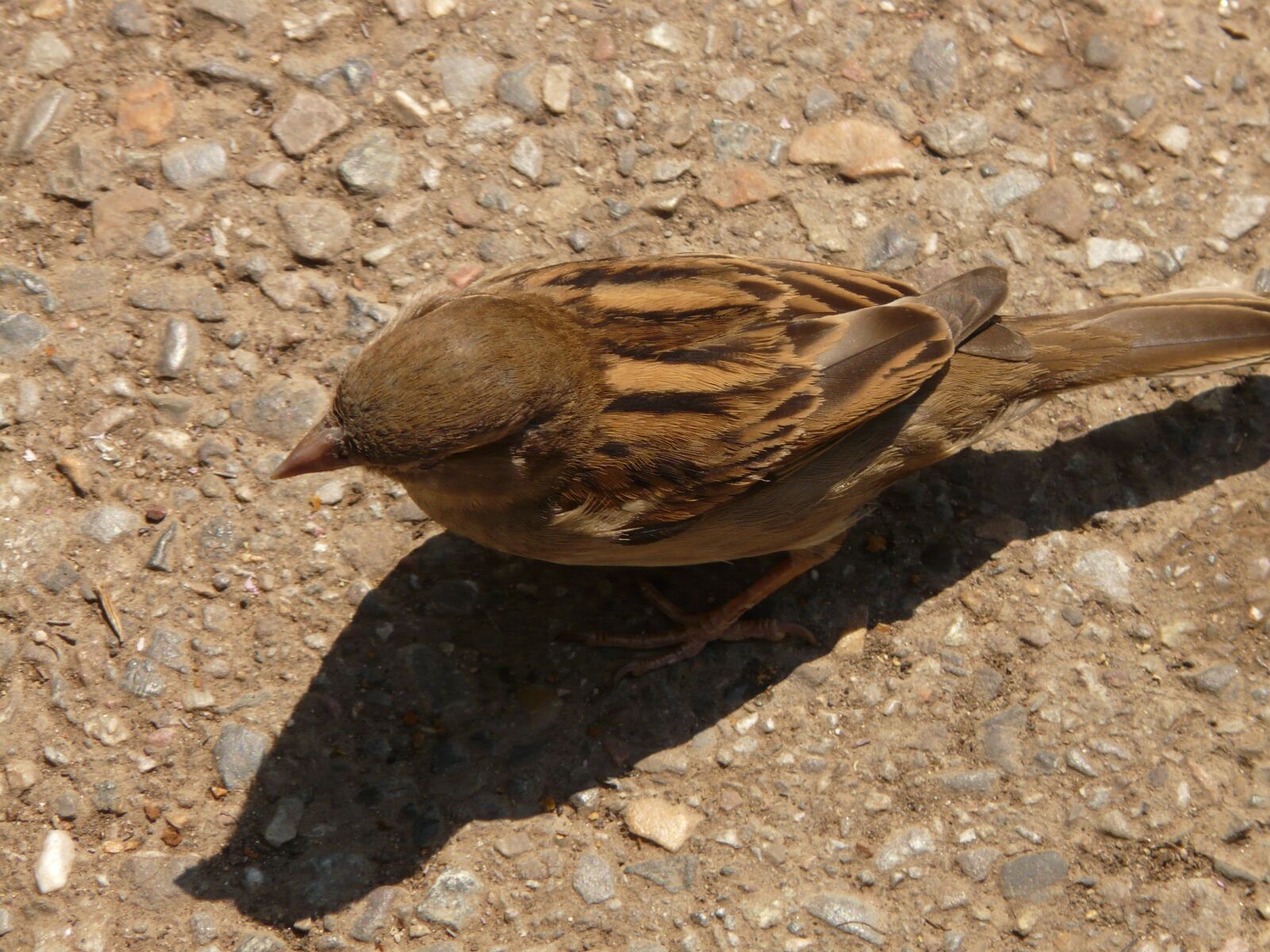 Panasonic DMC-FZ18 sample photo. Sparrow, bird, animal photography