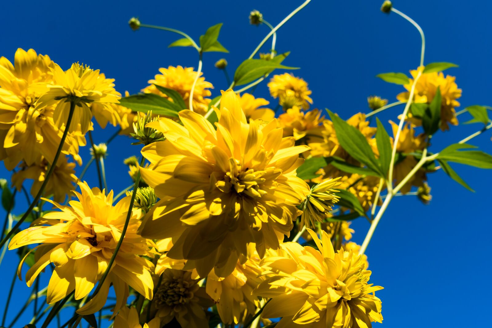 Sony a6300 + Sony Vario Tessar T* FE 24-70mm F4 ZA OSS sample photo. Flower, yellow, flower garden photography