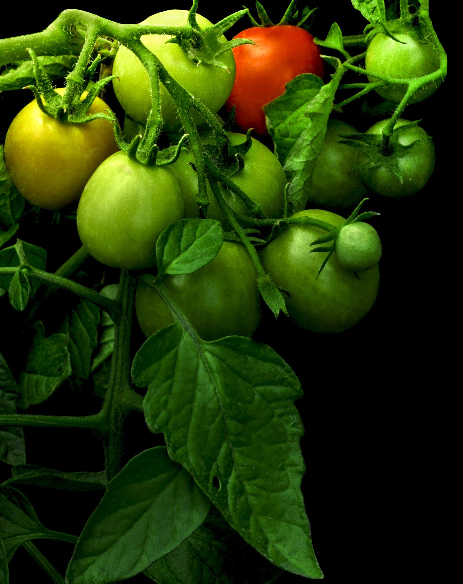 Nikon D90 sample photo. Tomato, maturing, green tomato photography