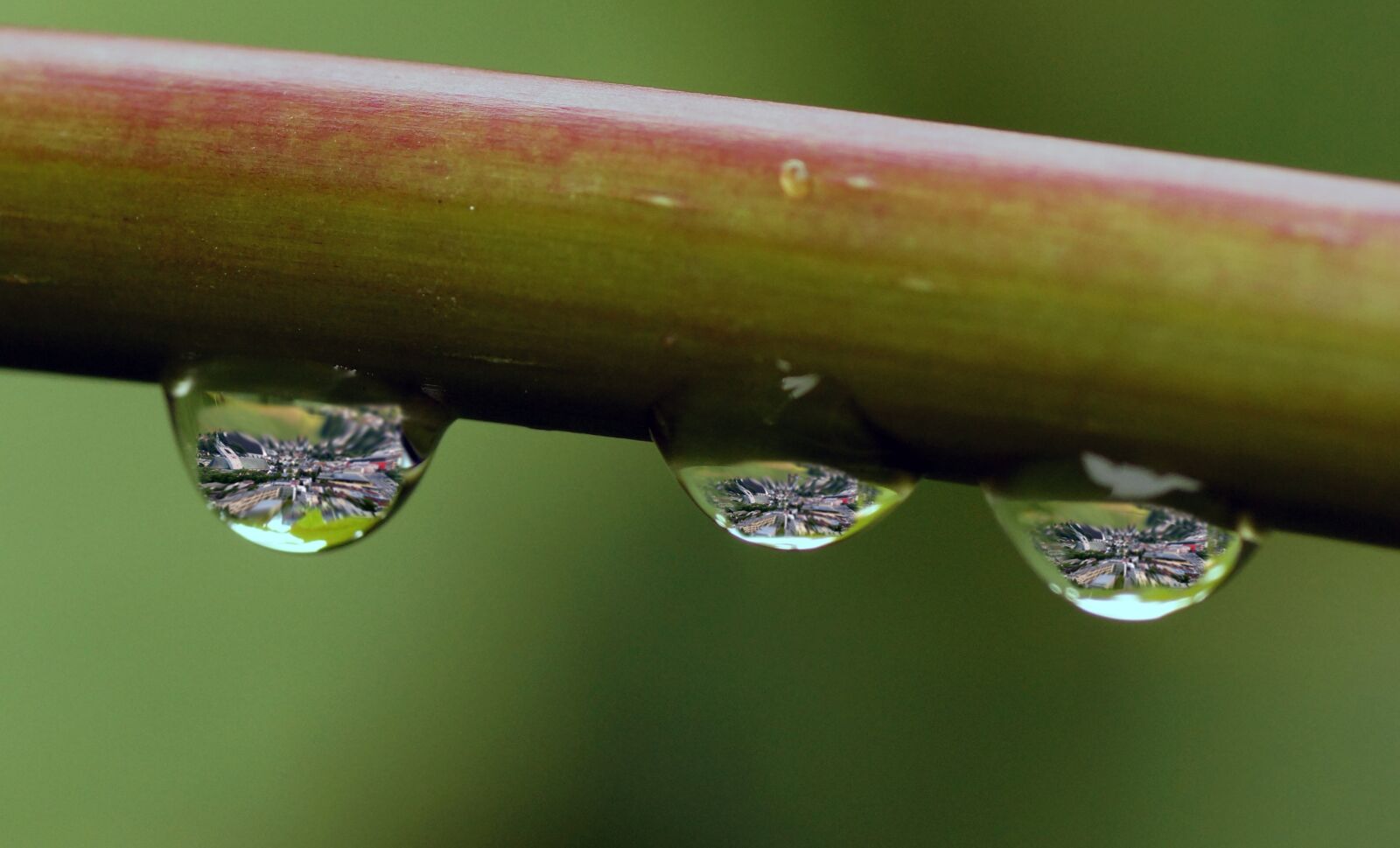 Sony SLT-A65 (SLT-A65V) sample photo. Drip, rain, water photography