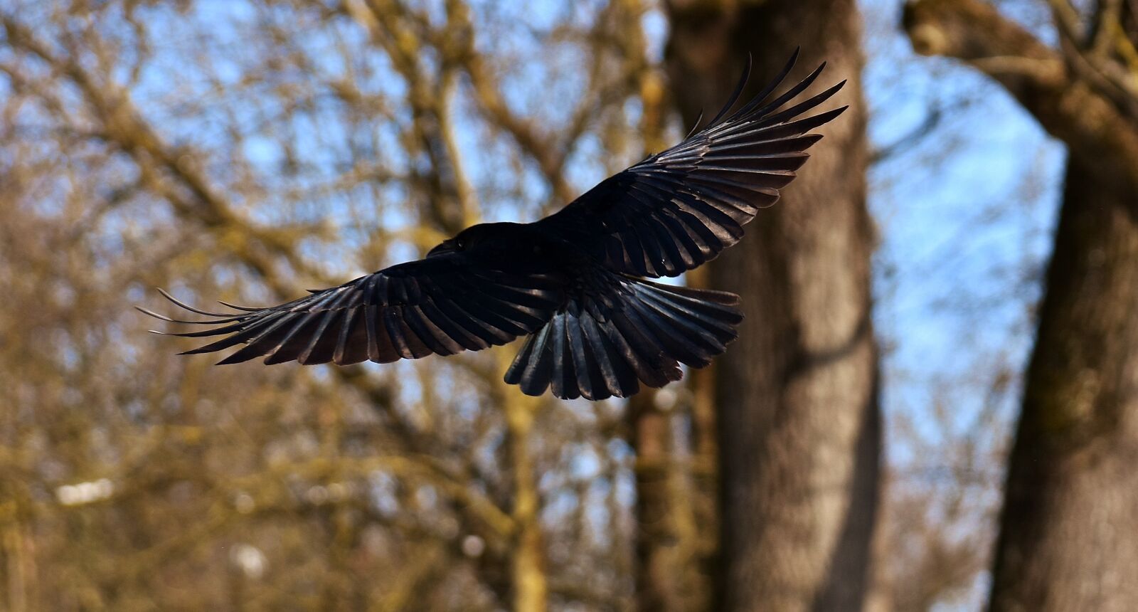 Nikon D7200 sample photo. Common raven, raven, winter photography