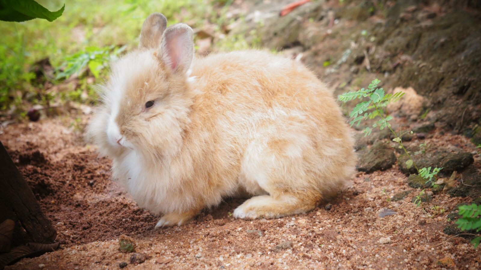 Sony Alpha NEX-C3 + Sony E 18-55mm F3.5-5.6 OSS sample photo. Rabbit, cuteness, cute photography