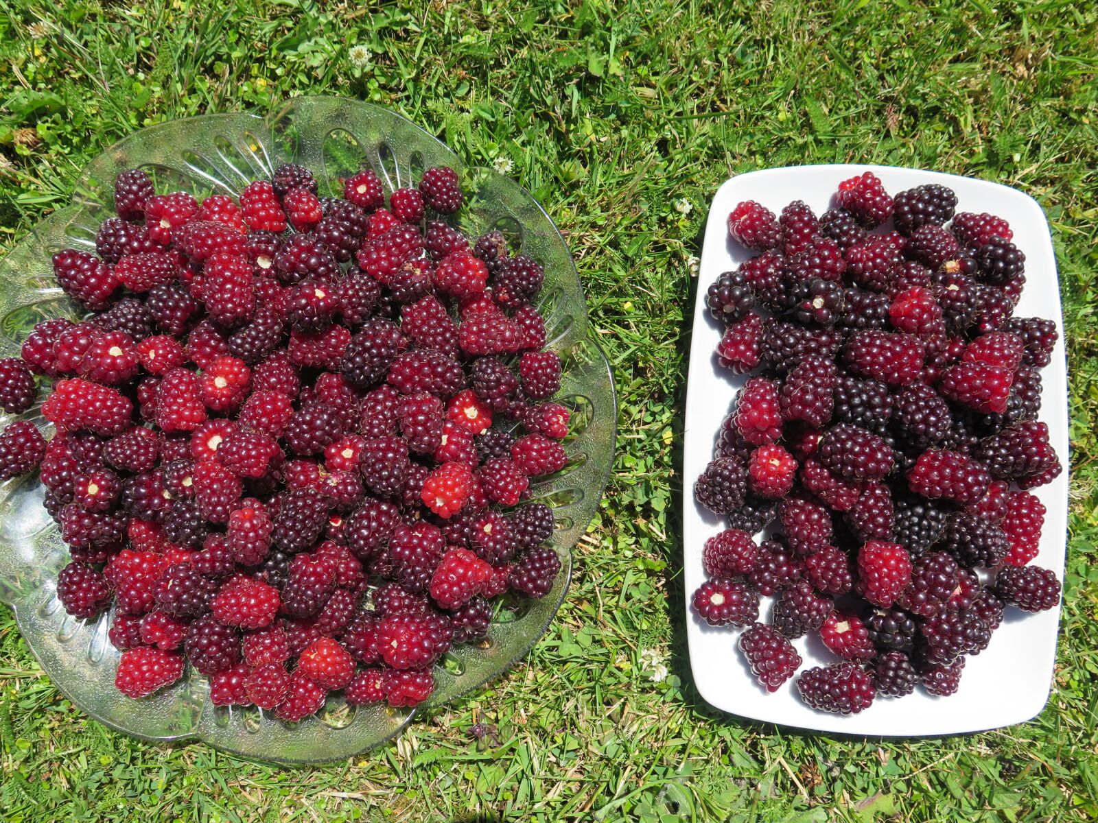 Canon PowerShot G16 sample photo. Fruit, berry, sweet photography