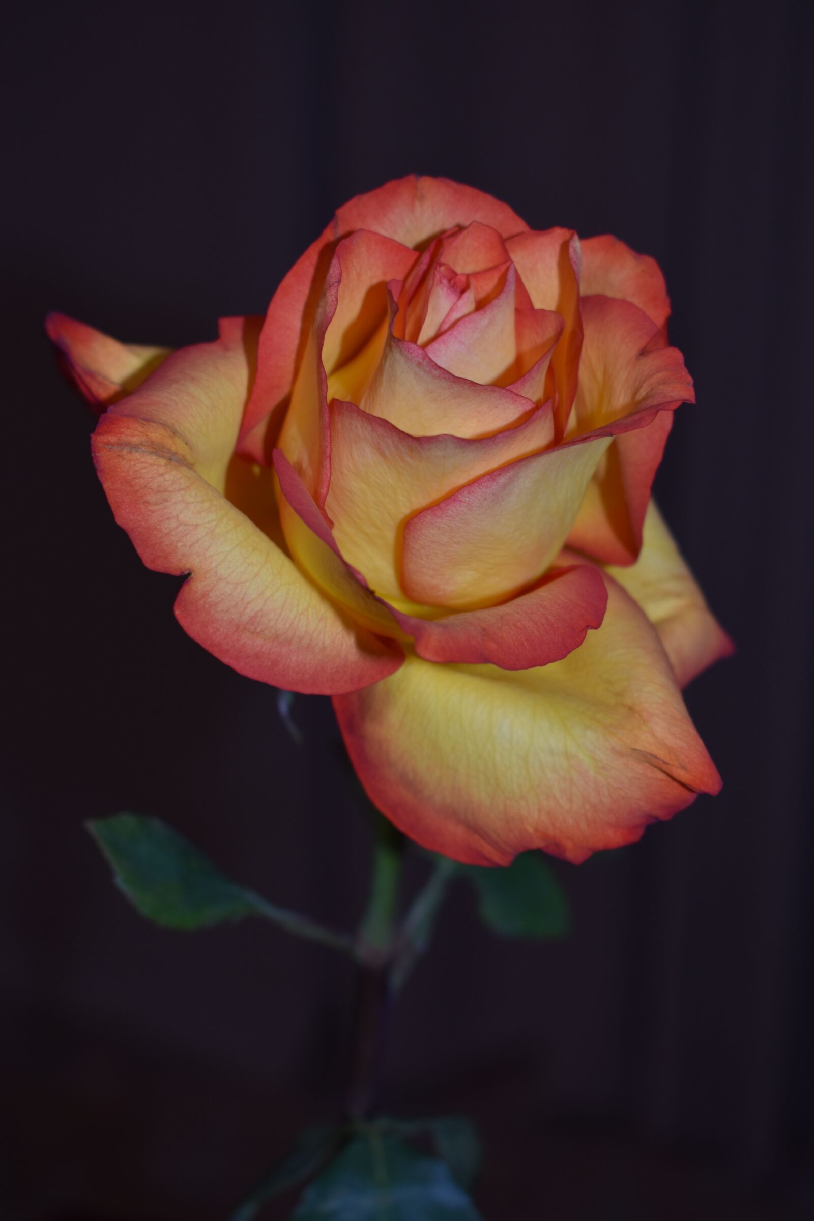 Nikon D3500 sample photo. Rose, flowers, petal photography