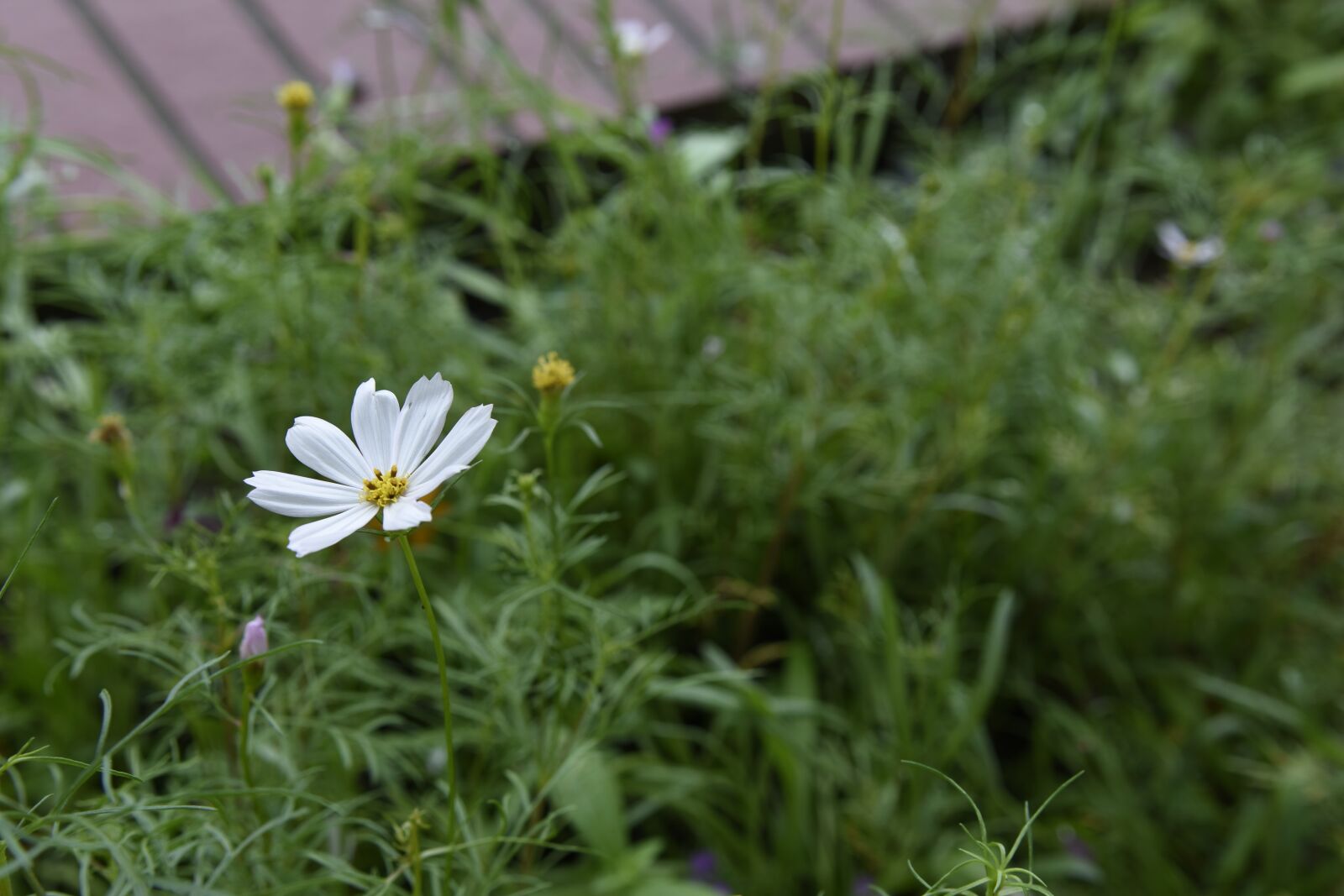 Nikon D7200 sample photo. Flower, summer, yellow flower photography