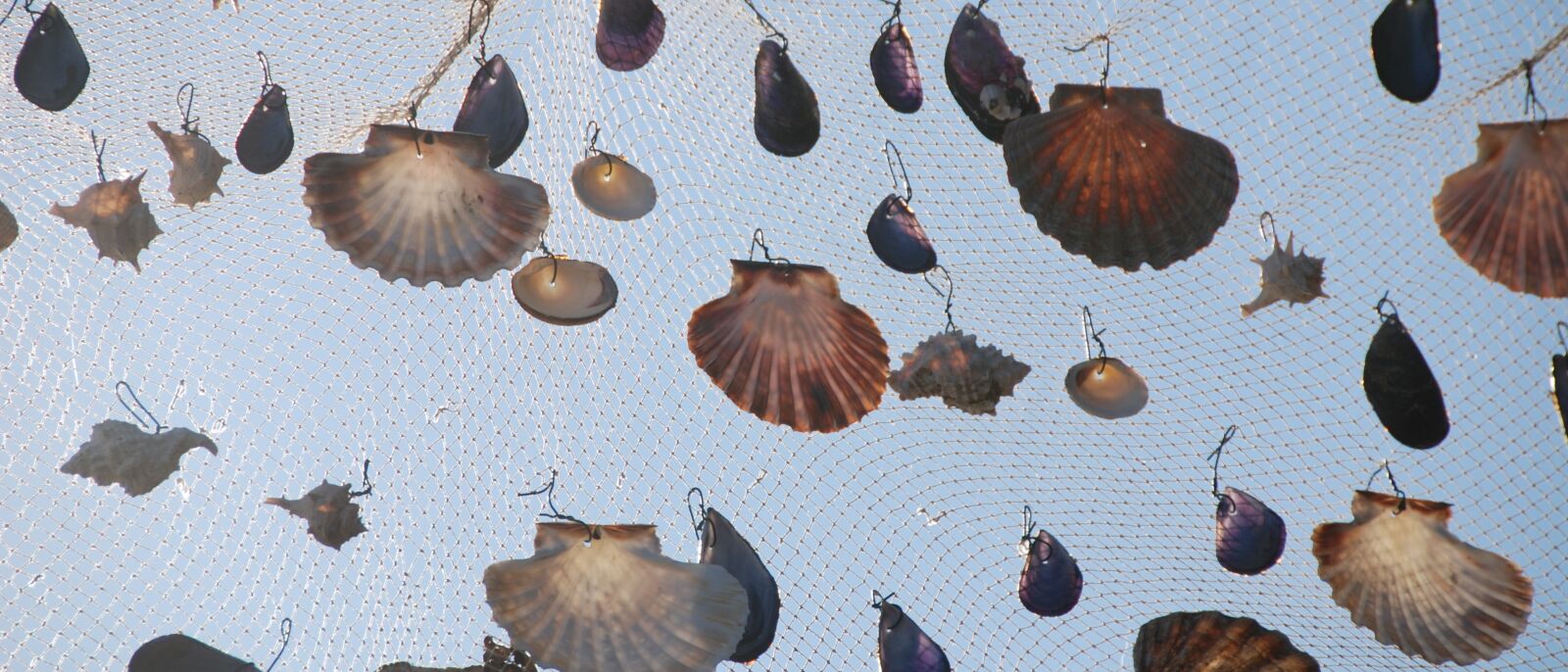Nikon D80 sample photo. Mussels, web, fishing net photography