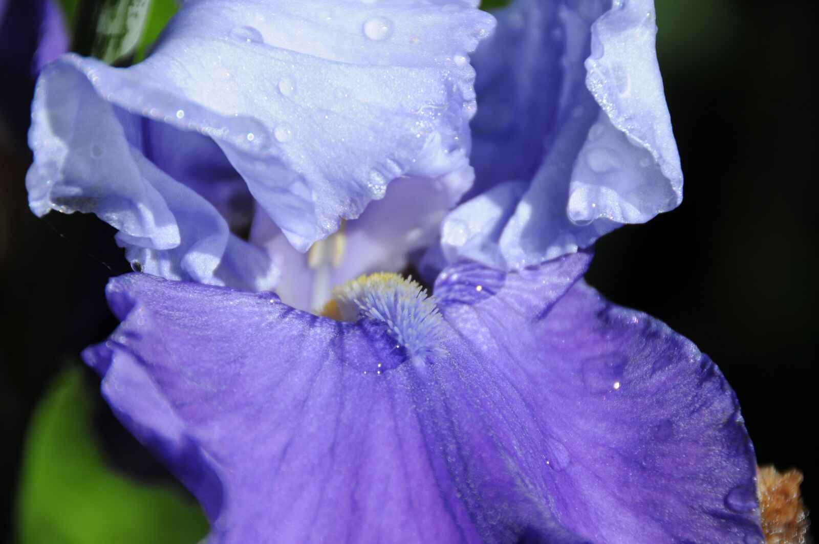Nikon D300 sample photo. Iris, flower, raindrops photography