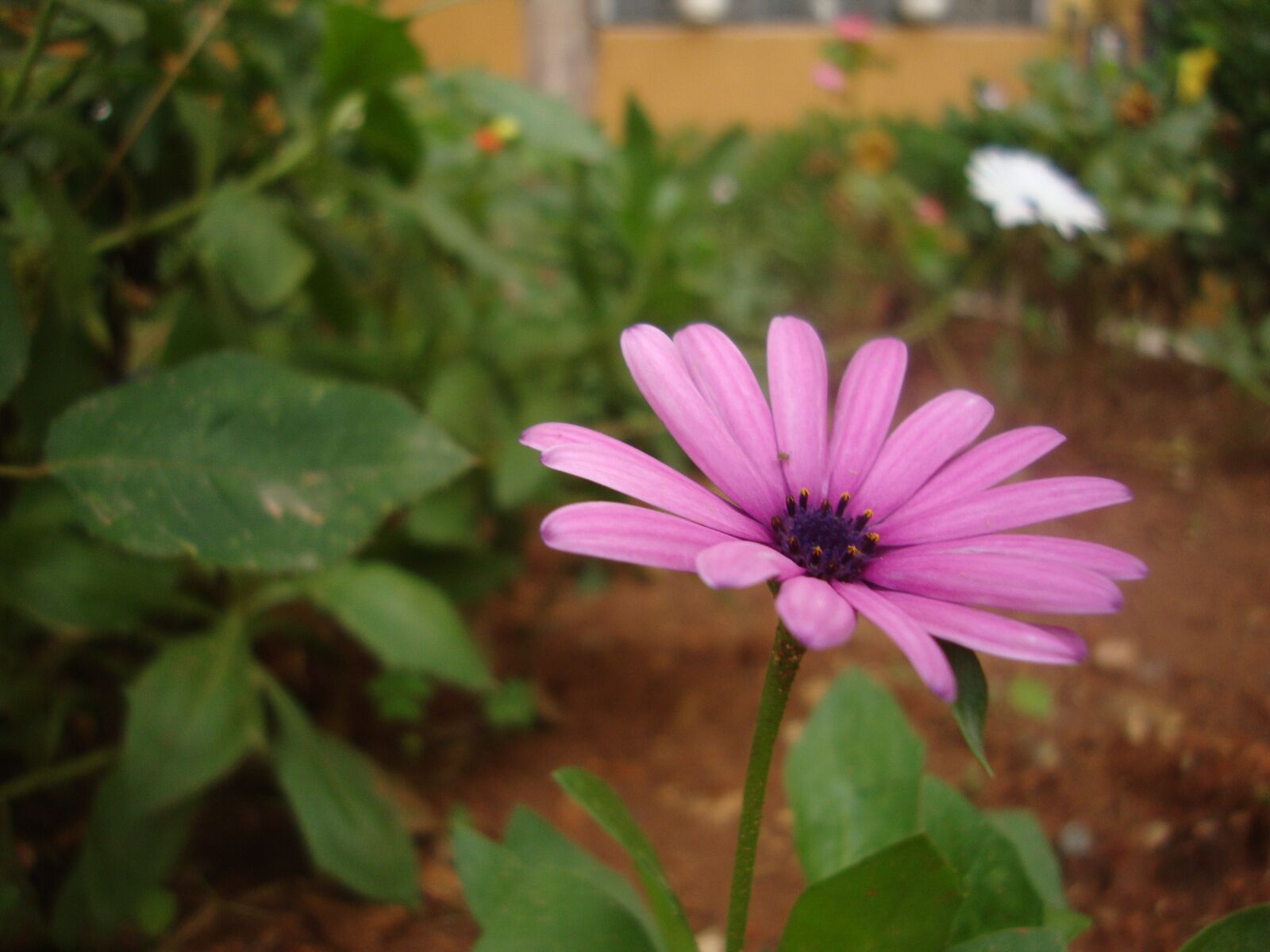 Sony DSC-W210 sample photo. Marguerite, flower, plant photography
