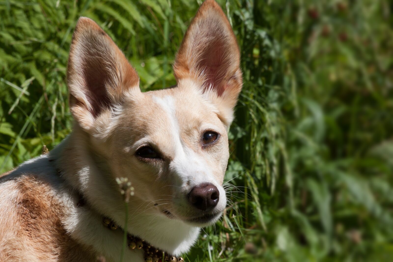 Canon EOS 50D sample photo. Podenco canario, dog breed photography