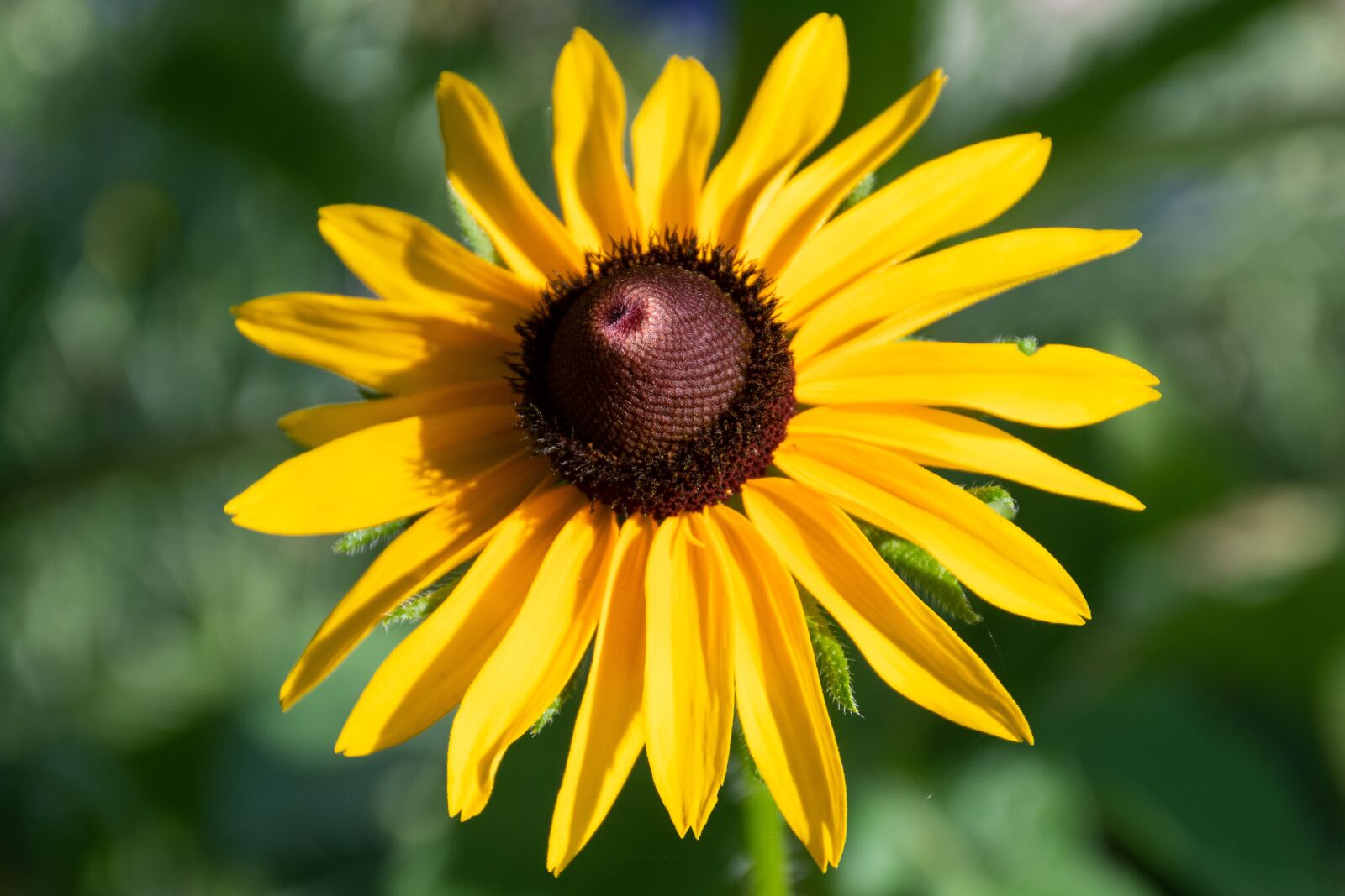 Nikon D7500 sample photo. Flower, sunflower, nature photography