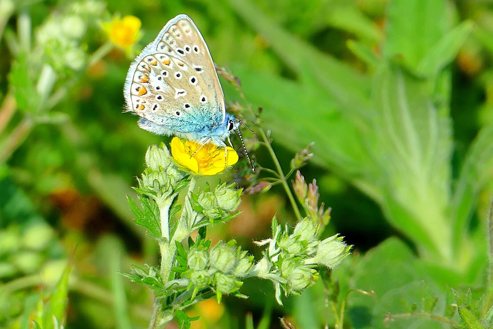 Panasonic Lumix DMC-FZ1000 sample photo. Butterfly, blue, insect photography