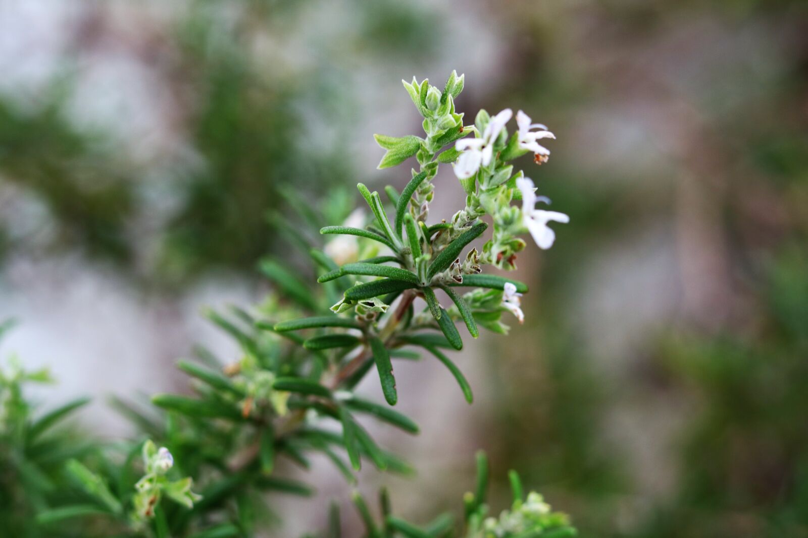Canon EOS 750D (EOS Rebel T6i / EOS Kiss X8i) sample photo. Flower, nature, green photography