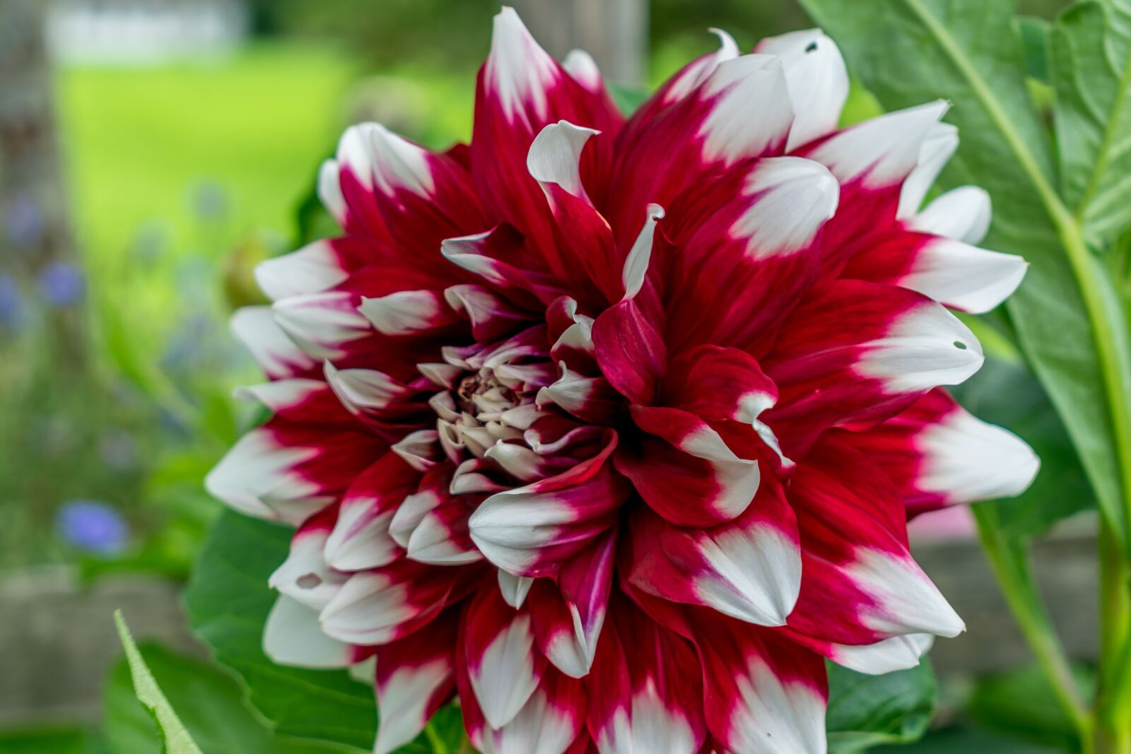 Nikon D5300 sample photo. Flower, blossom, bloom photography