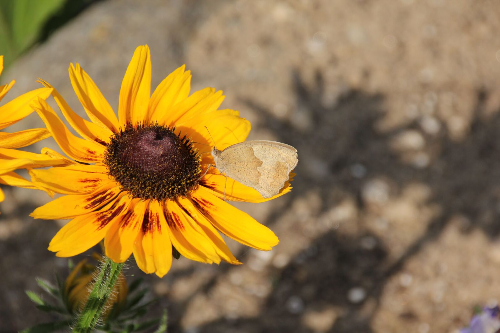 Canon EOS 60D sample photo. Flower, yellow, butterfly photography