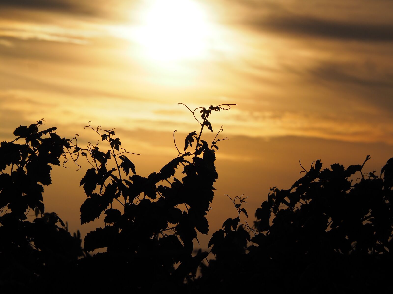 Olympus OM-D E-M10 sample photo. Sunset, vineyard, vines photography
