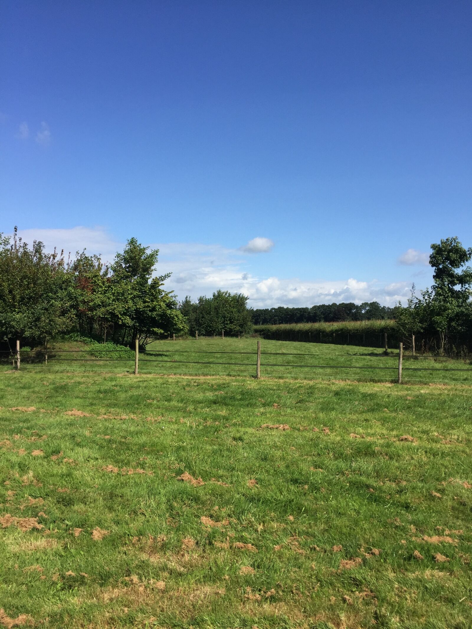 Apple iPhone 6 sample photo. Grass, sky, nature photography