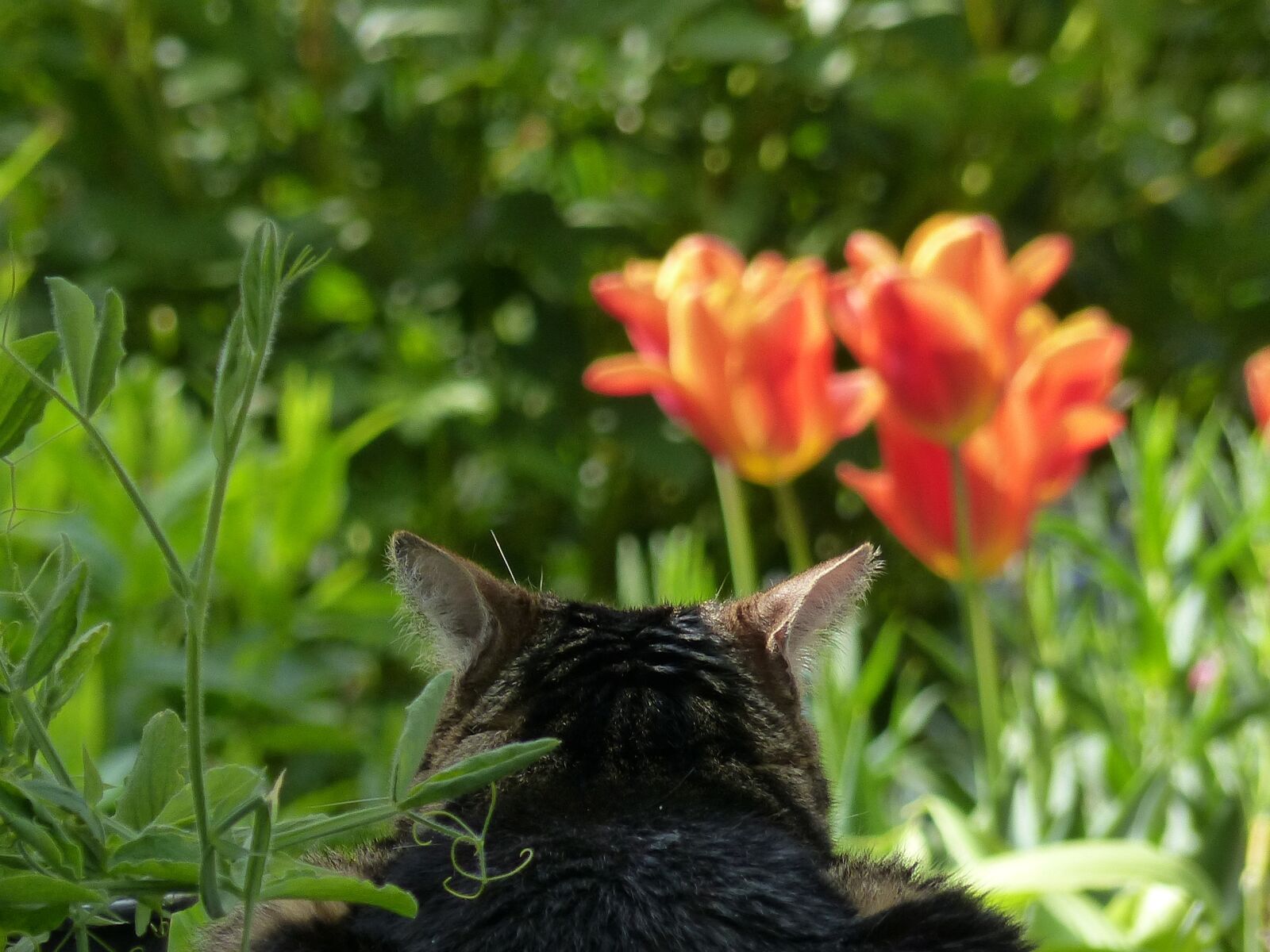 Panasonic Lumix DMC-FZ200 sample photo. Recovery, cat, relax photography