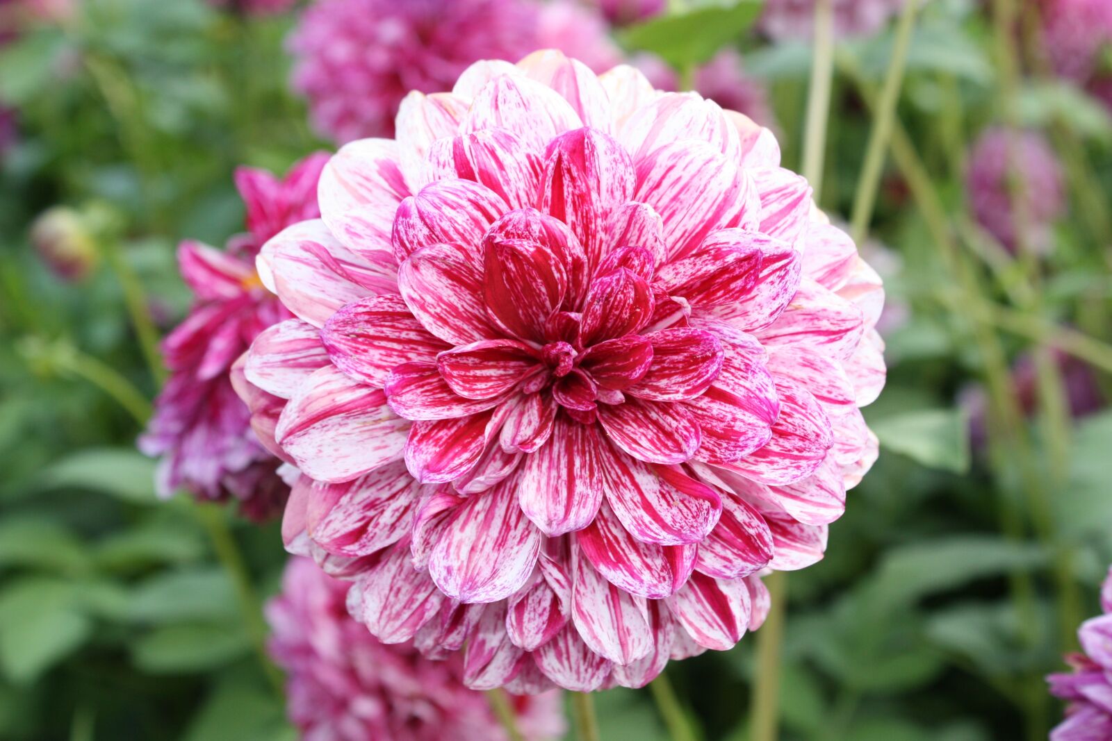Canon EOS 450D (EOS Rebel XSi / EOS Kiss X2) sample photo. Flower, country garden show photography