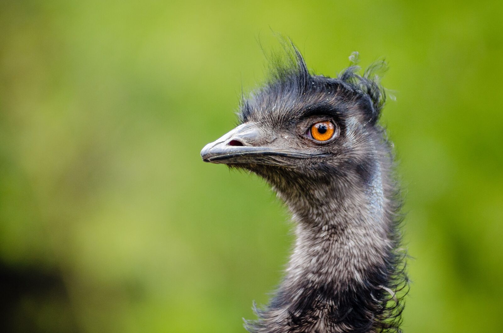 Nikon D7000 sample photo. Emu, bird, emu australia photography
