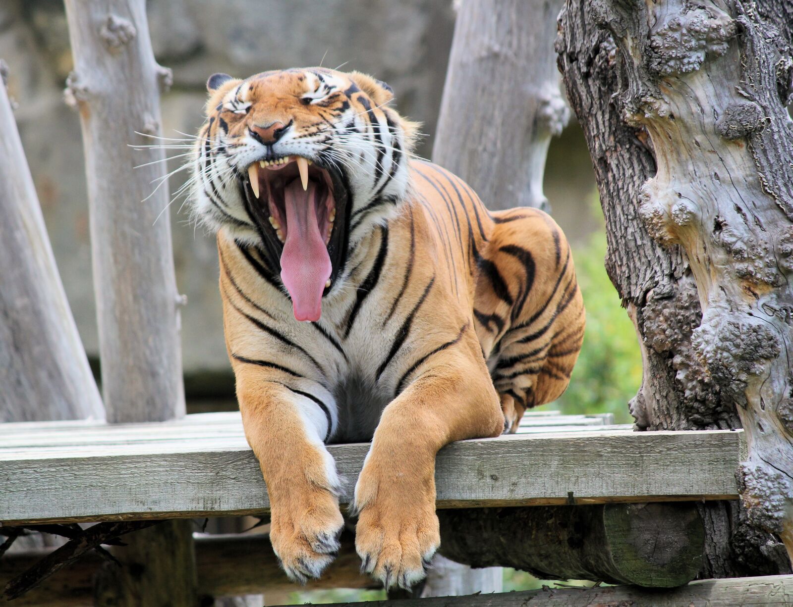 Canon EOS 550D (EOS Rebel T2i / EOS Kiss X4) sample photo. Tiger, beast, feline photography